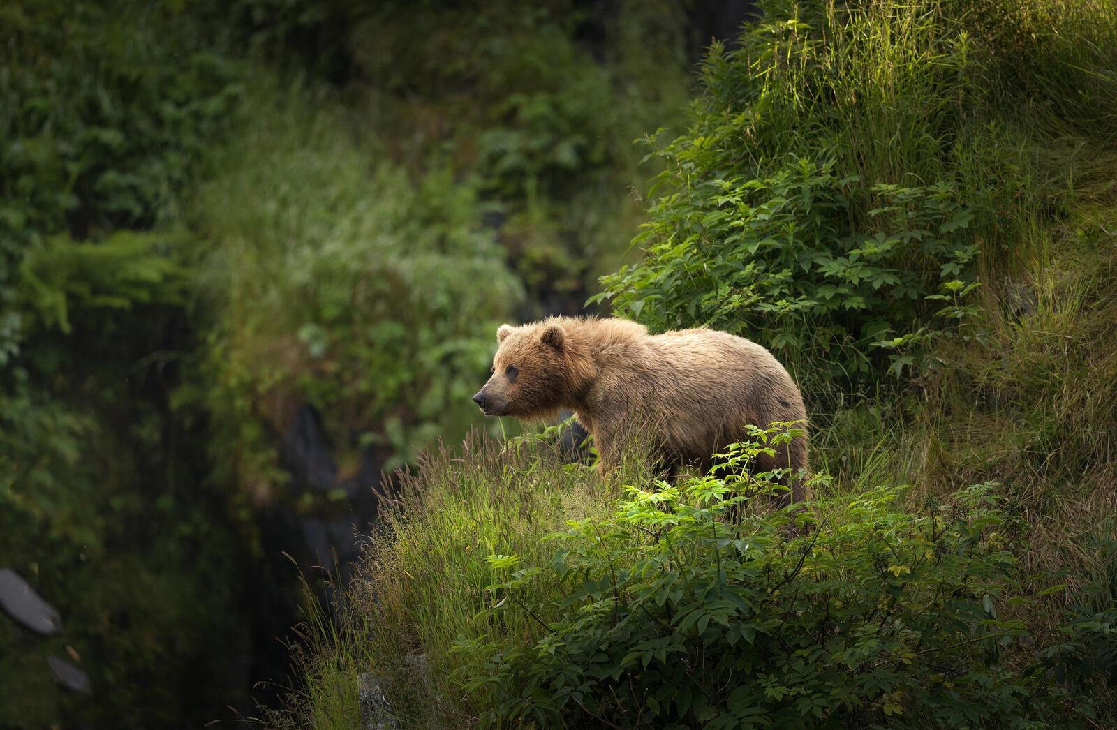 Free photo A small brown bear standing on a cliff.