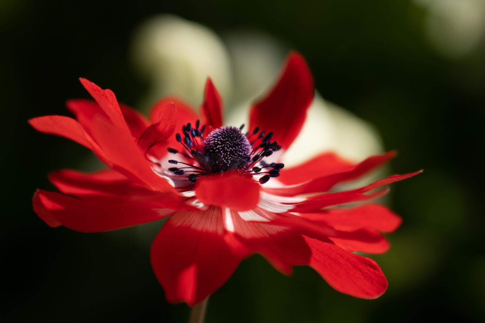 Wallpapers flower red anemone on the desktop