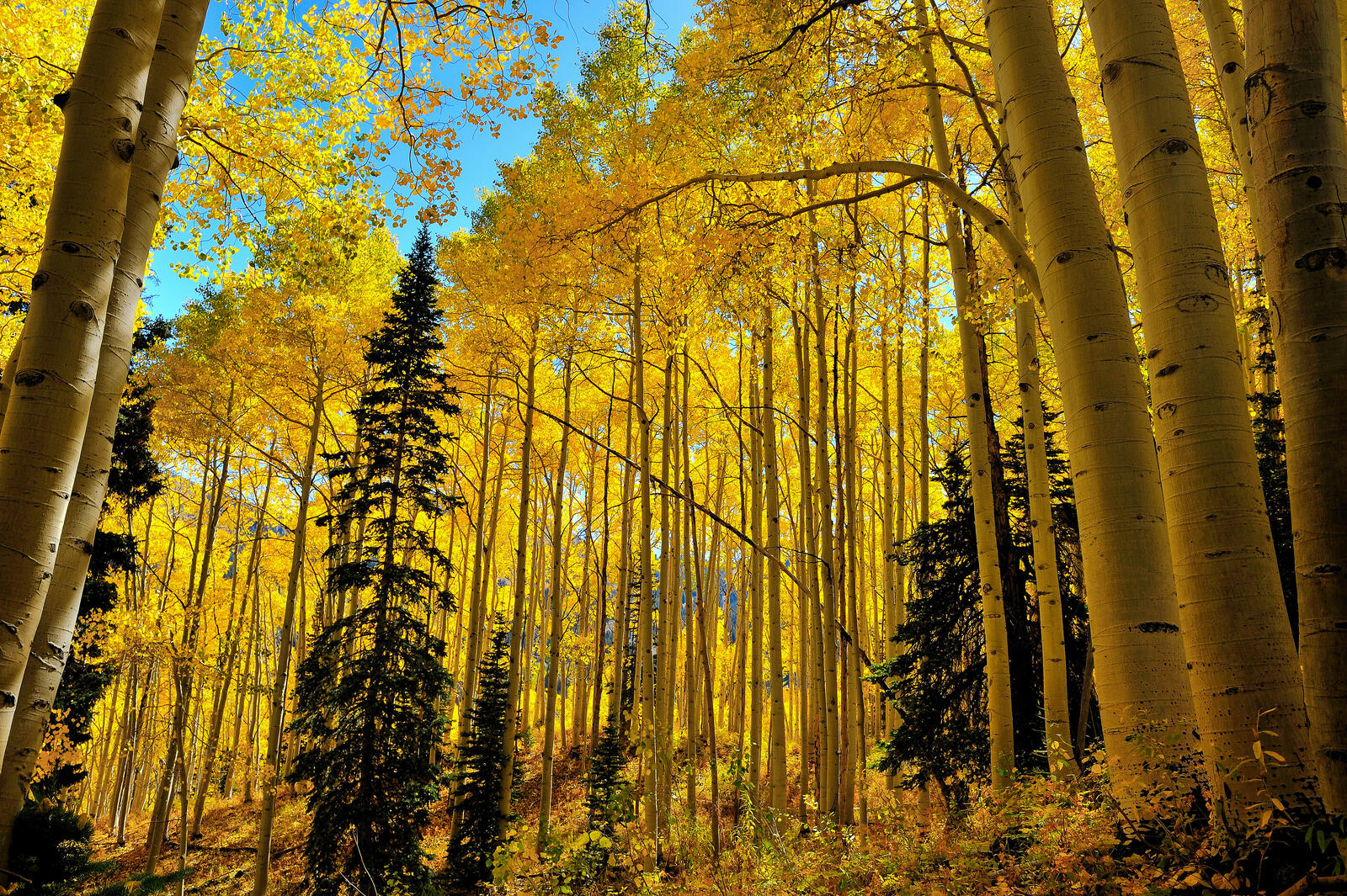 Бесплатное фото Обои на телефон осень, лес, деревья