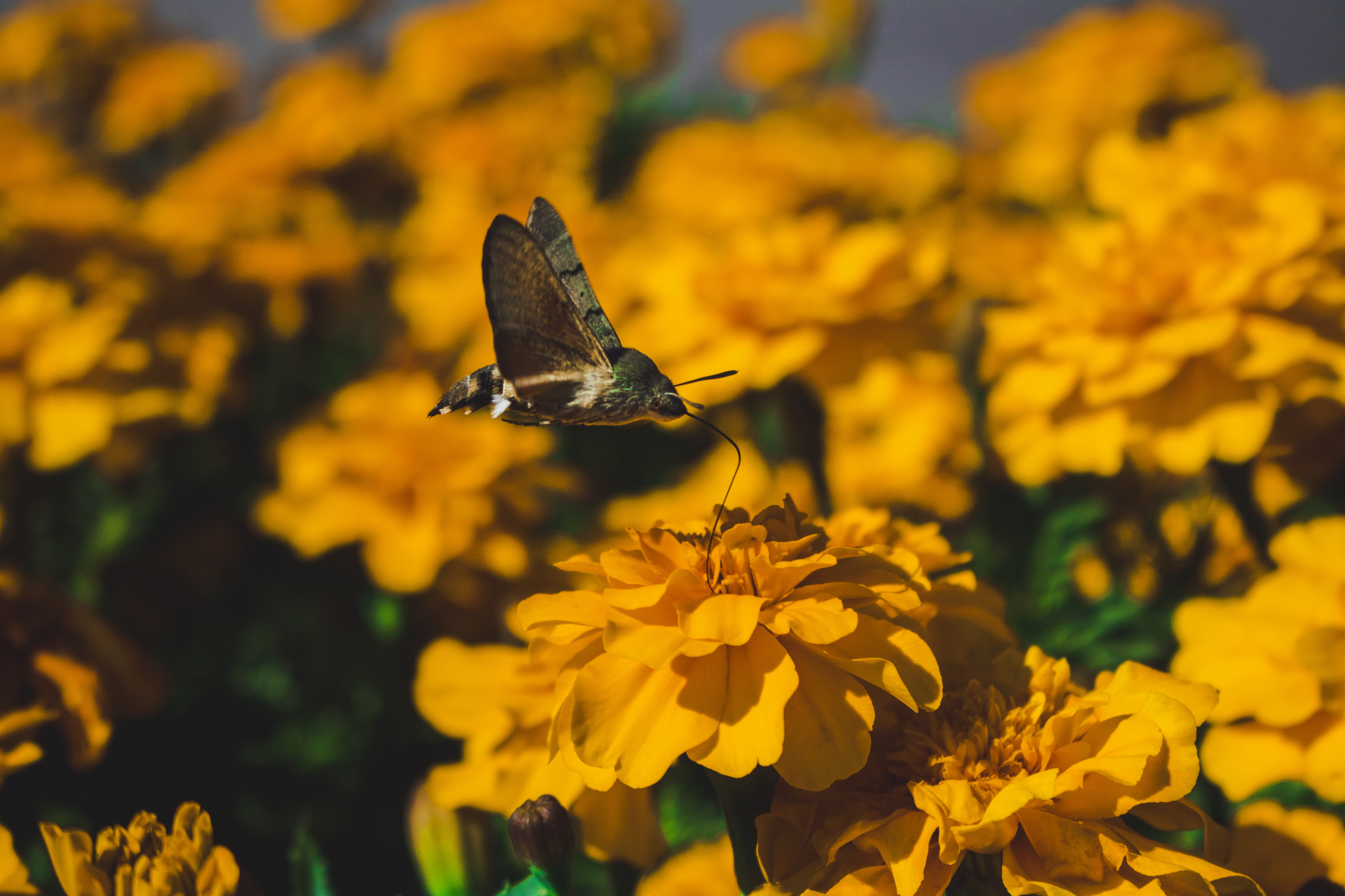 Wallpapers wallpaper yellow flowers butterfly pollination on the desktop