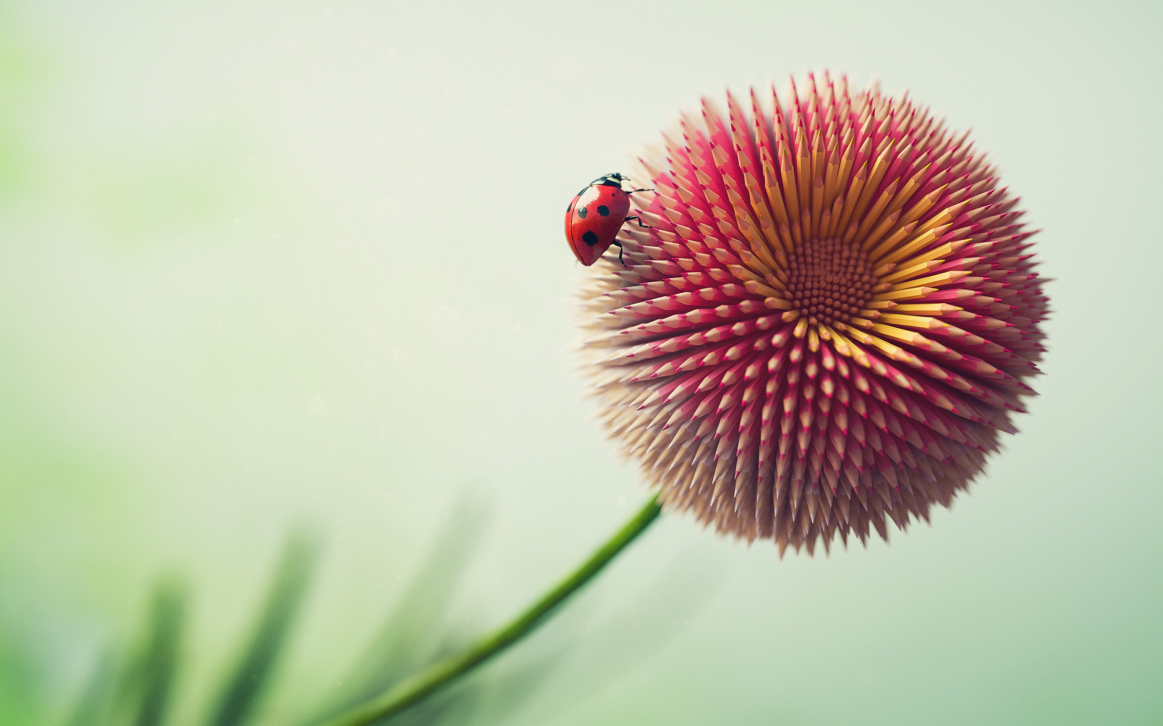 Wallpapers bud insect ladybug on the desktop