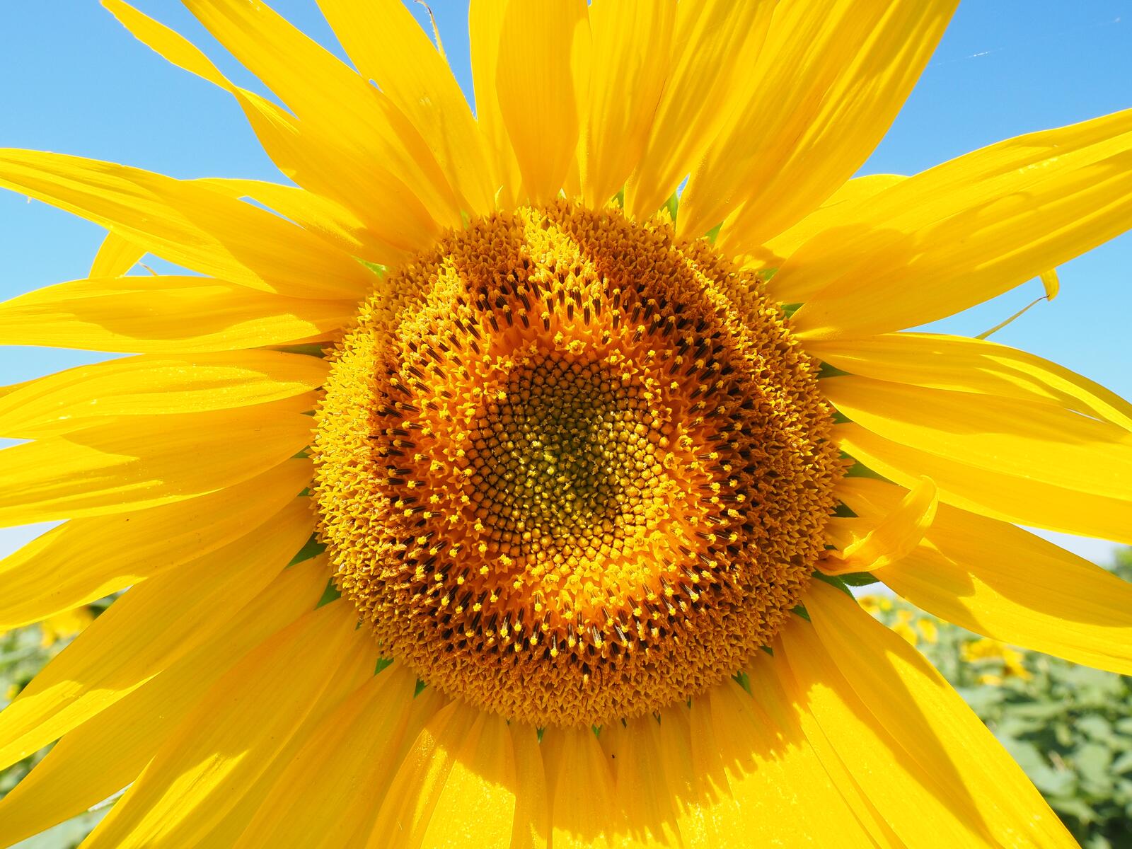 Wallpapers bloom sunflower close on the desktop