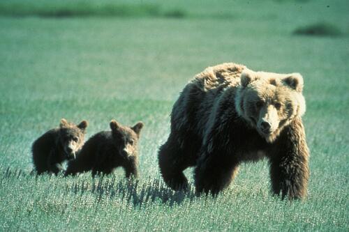 A mama bear and her two cubs are walking through a green field