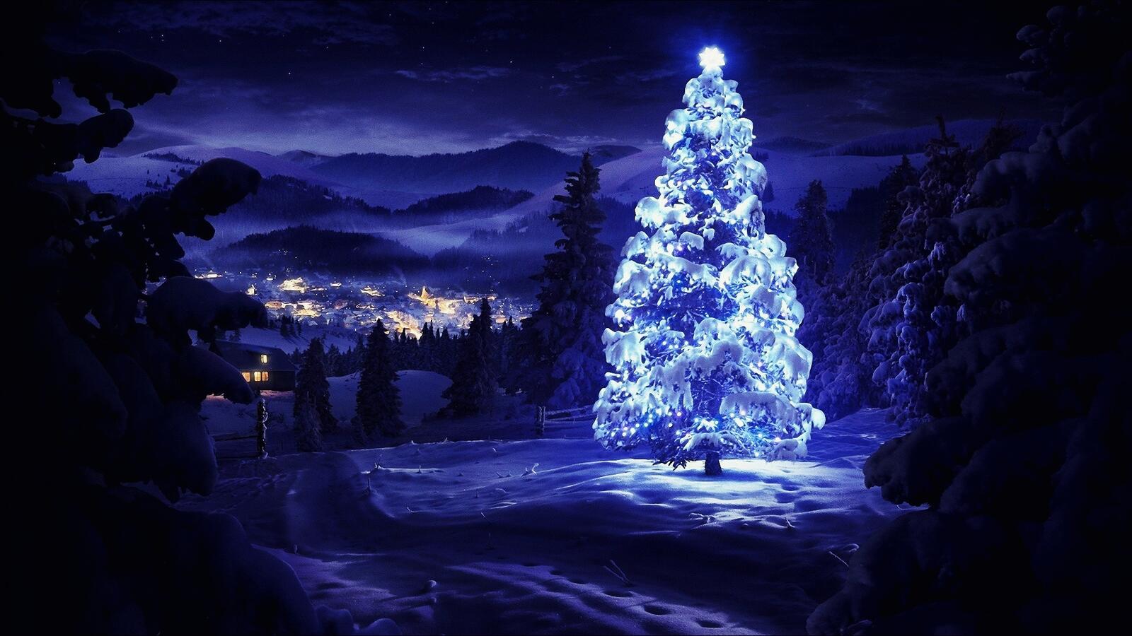 免费照片一棵美妙的圣诞树