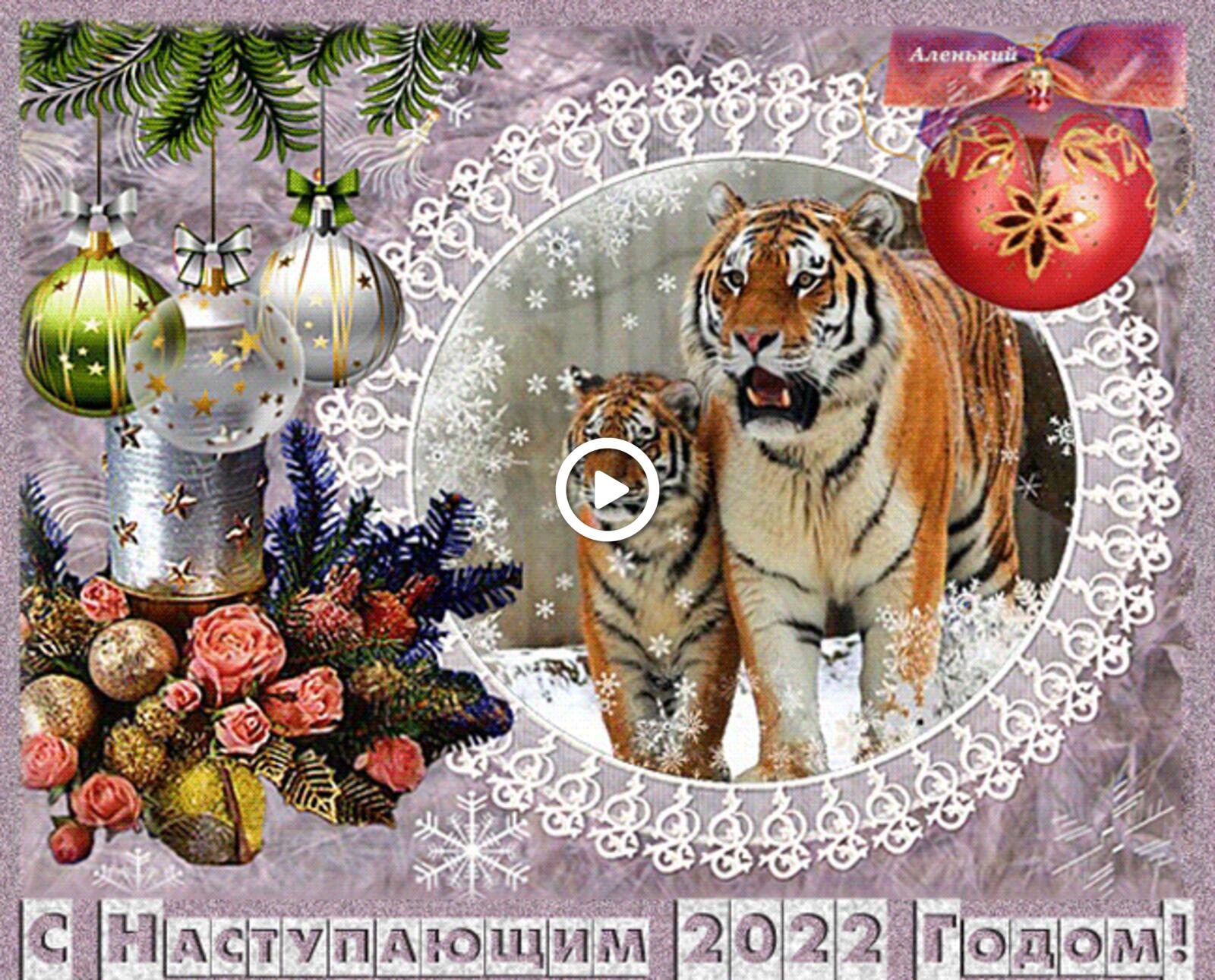 tigers big cat wild cat