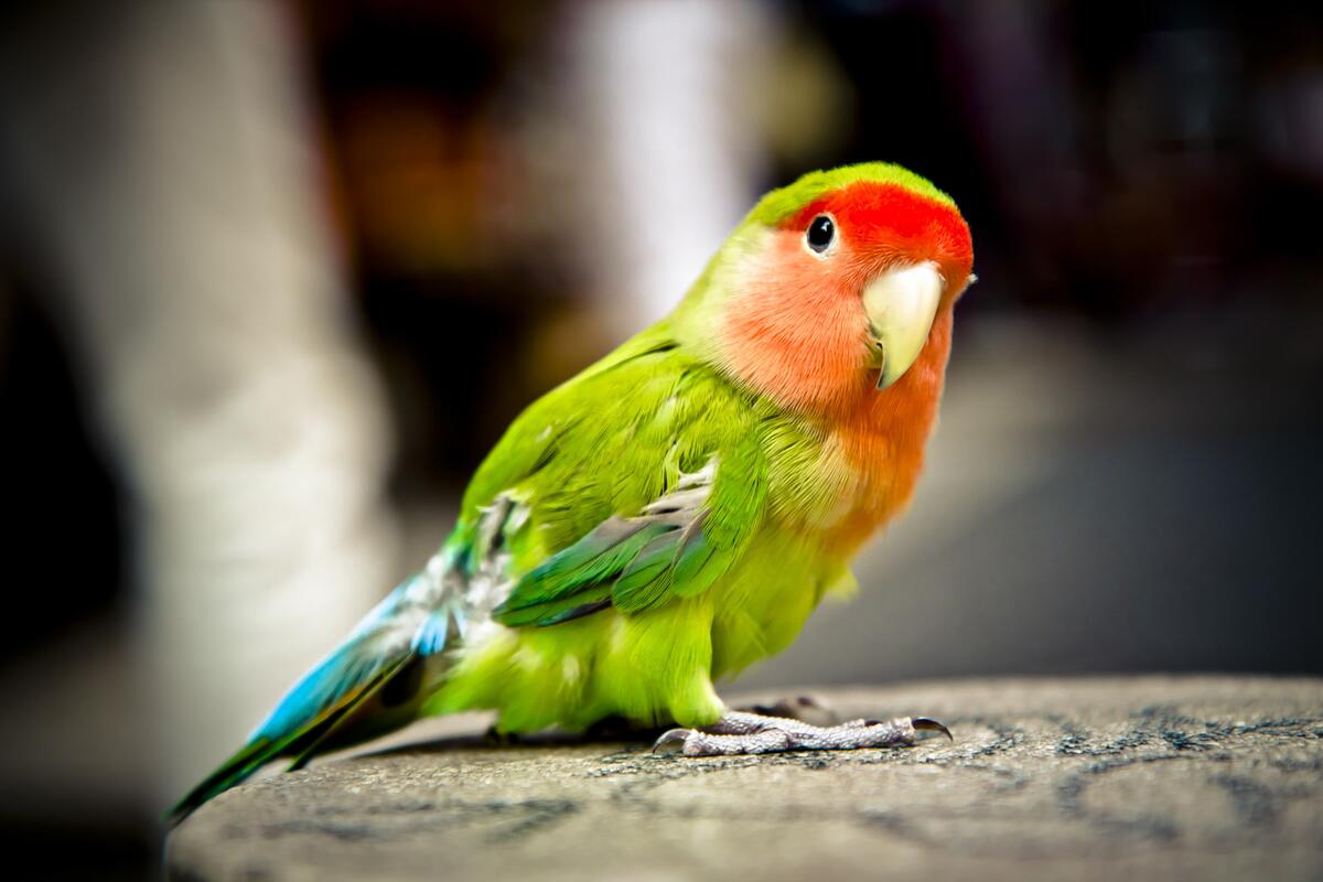 Cute parrot