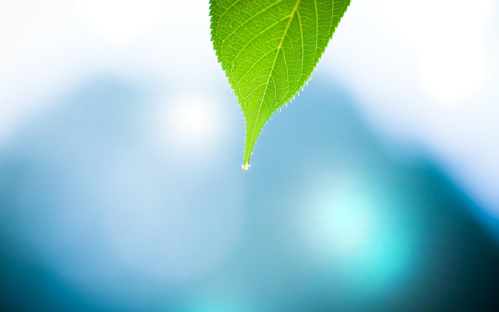 Бесплатное фото Зеленый листик на солнечном свете крупным планом