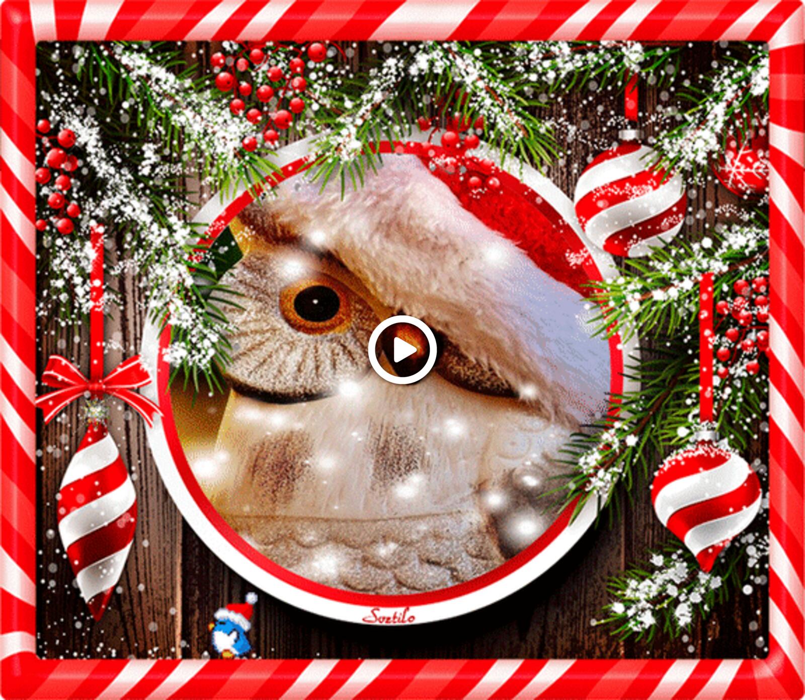 一张以鸱枭 圣诞树装饰 12月的高保真GIF为主题的明信片