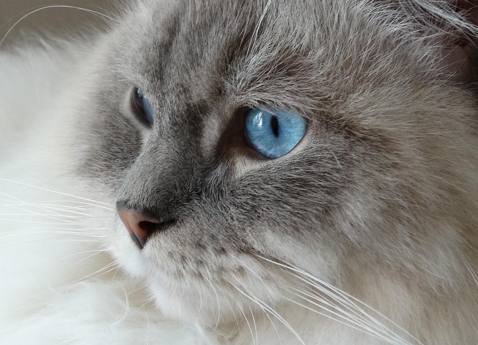 Обои обои кошка голубые глаза близко на рабочий стол