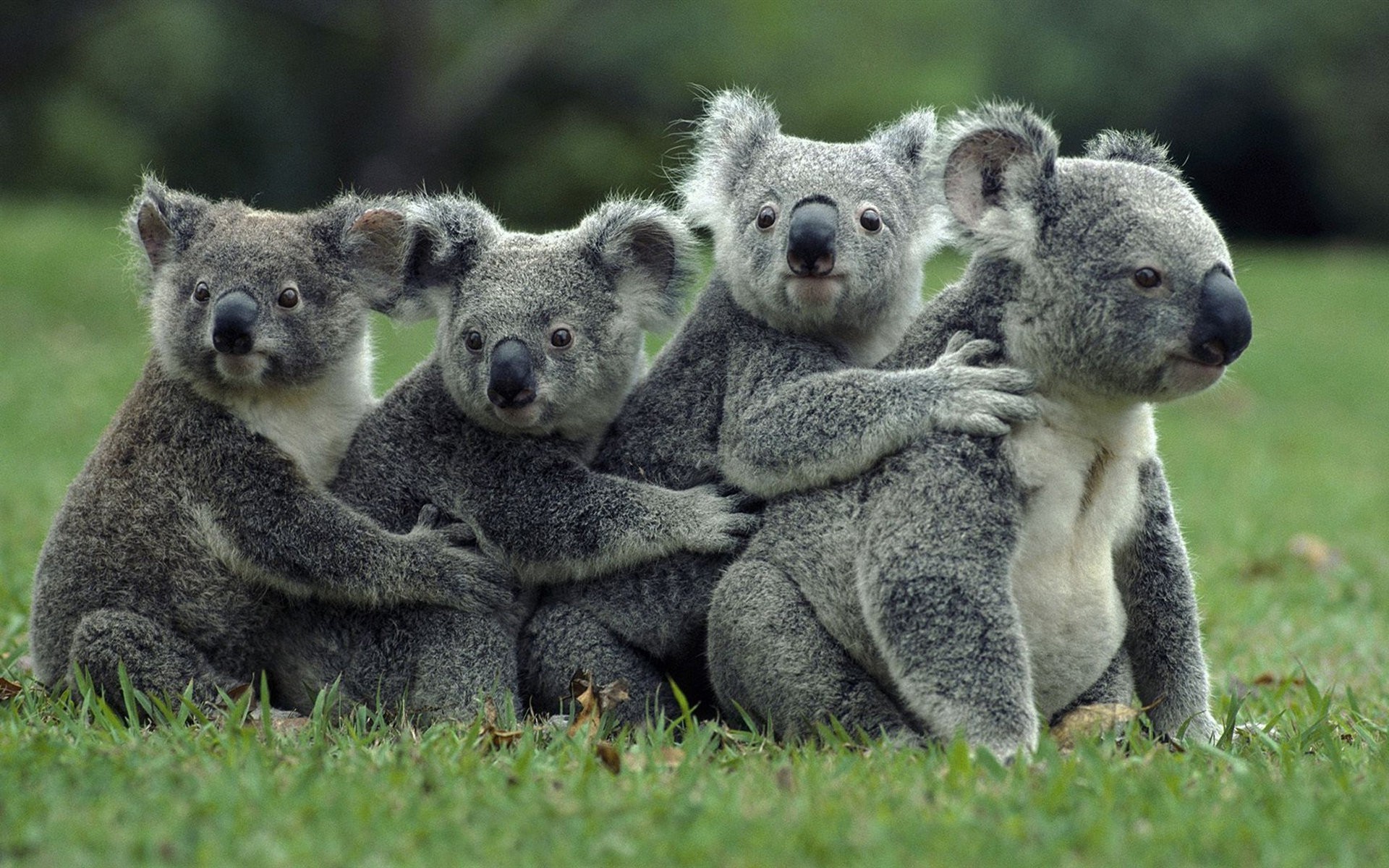 Free photo A big family of koalas