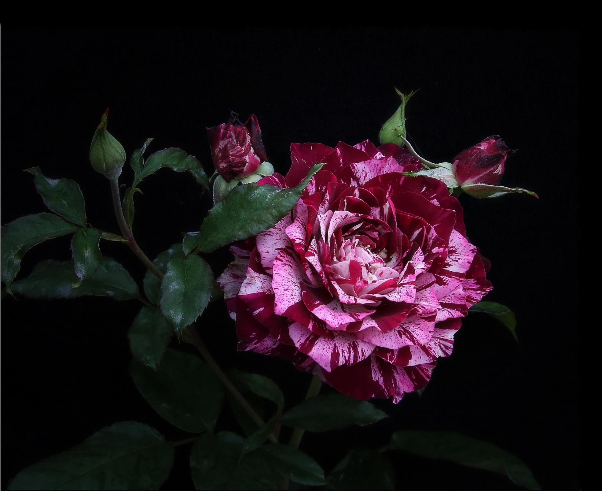 Обои красная роза черный фон флора на рабочий стол