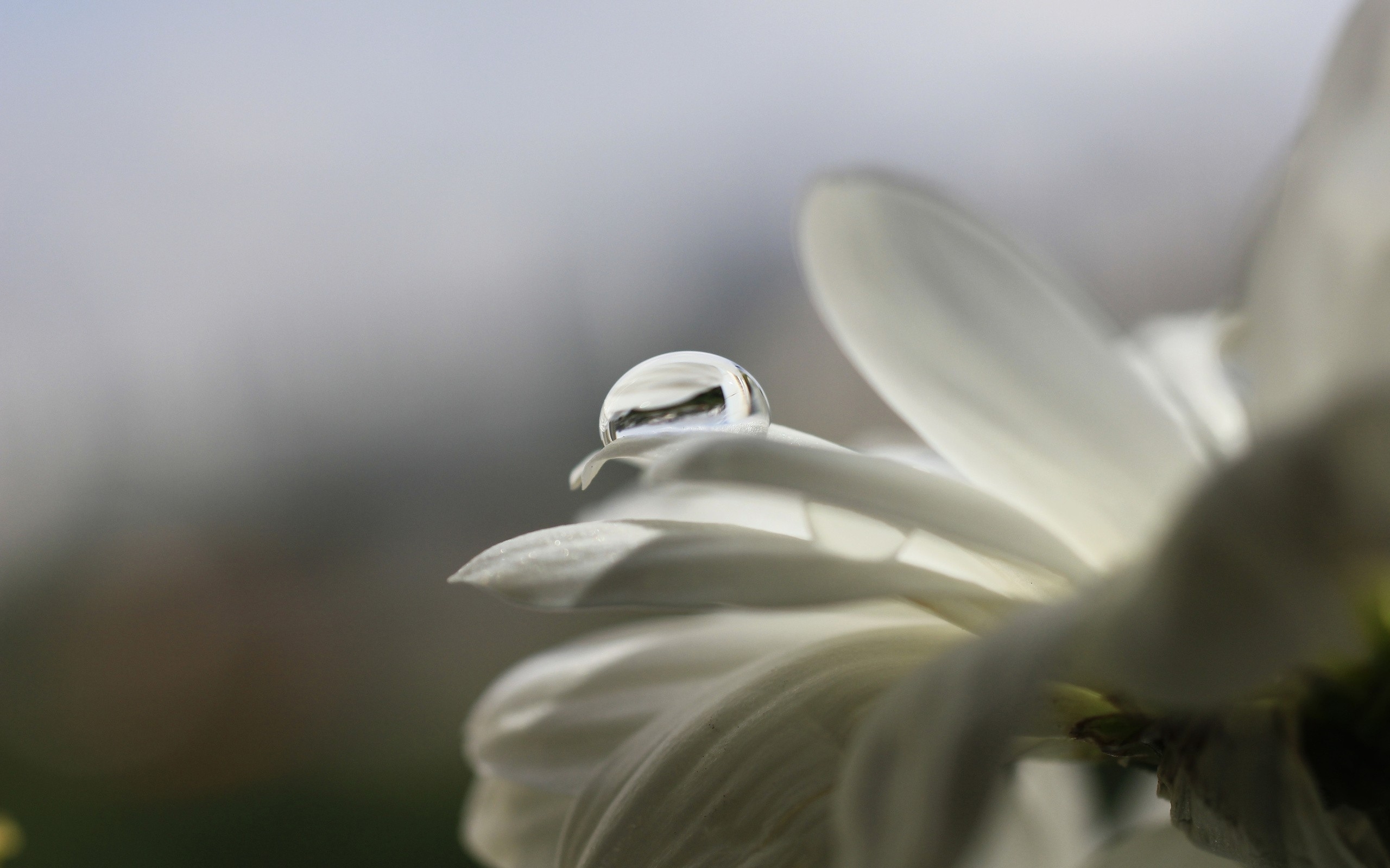 Фото бесплатно цветок, белый цветок, белые лепестки