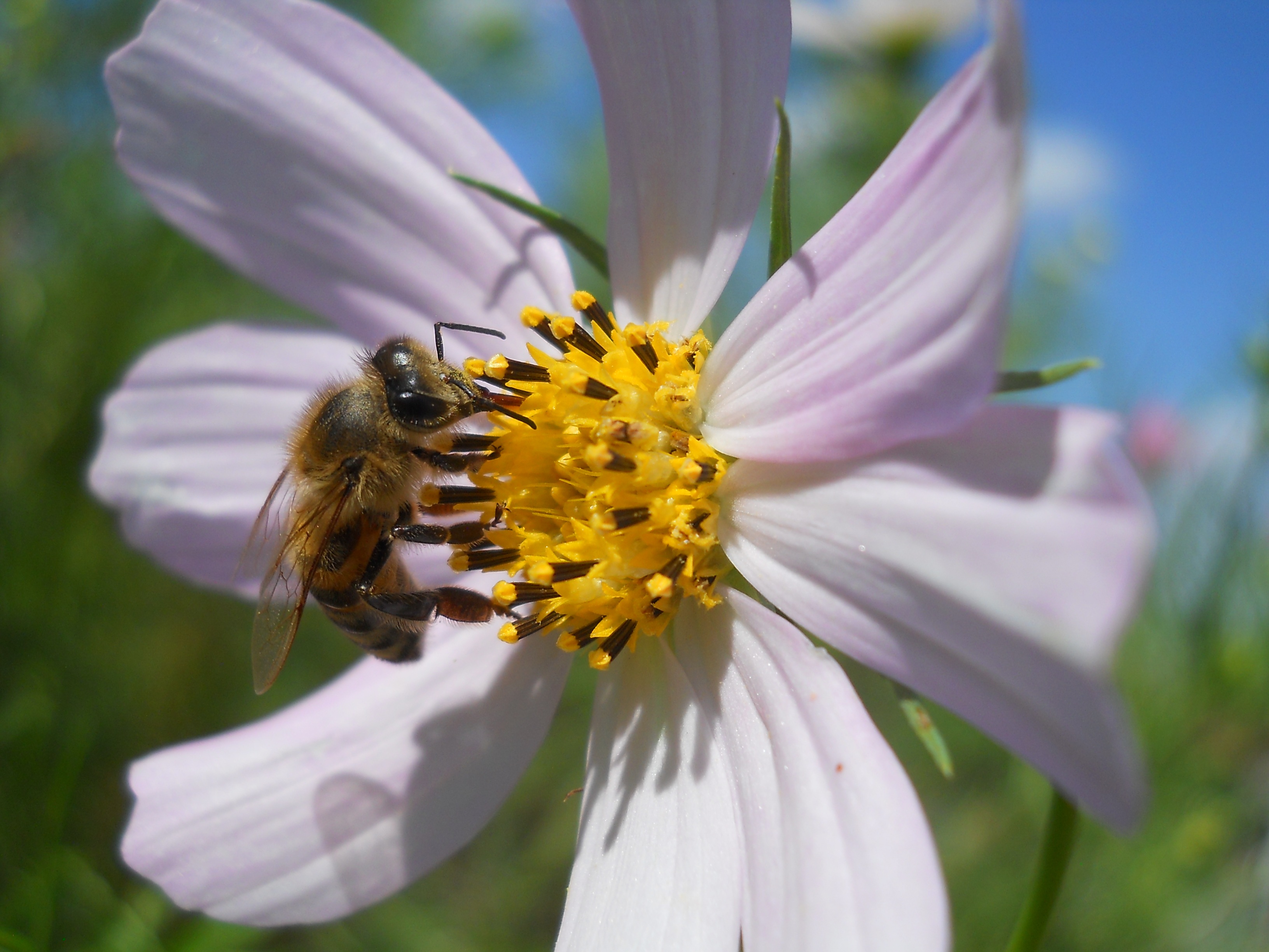 Фото бесплатно цветок, космея, пчела