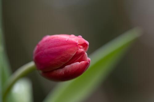 цветы красный тюльпан