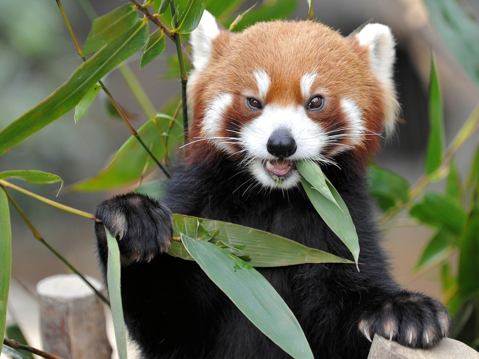 Wallpapers eat red panda terrestrial animal on the desktop