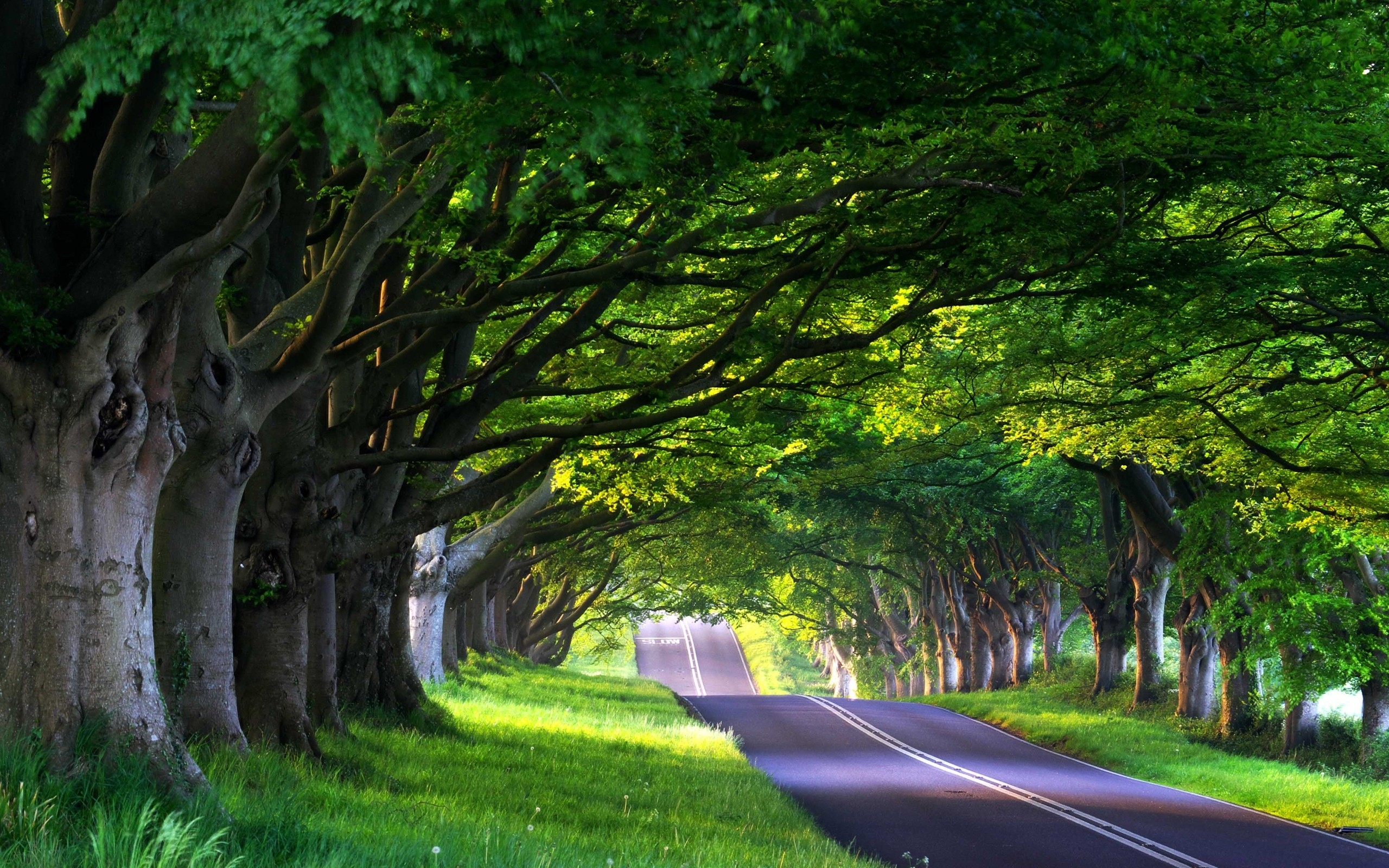 Фото бесплатно обои деревья, дорога, зелёная трава