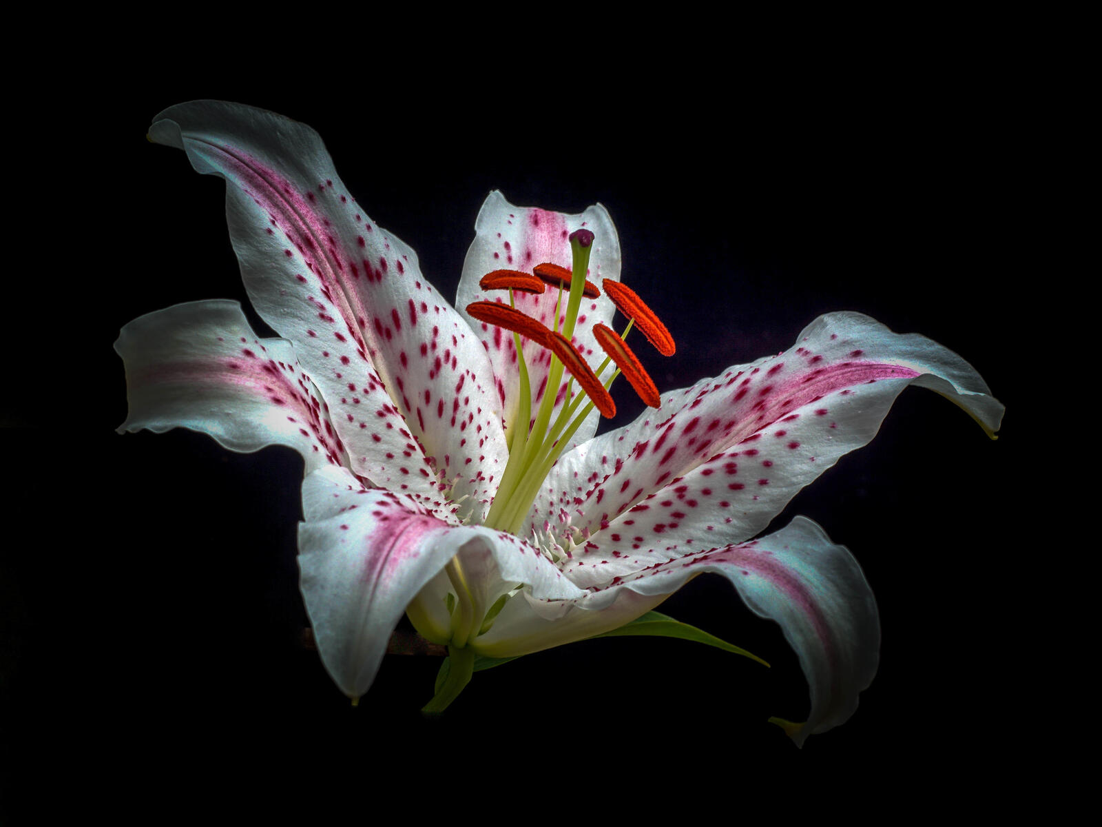 Wallpapers lily flower black background on the desktop