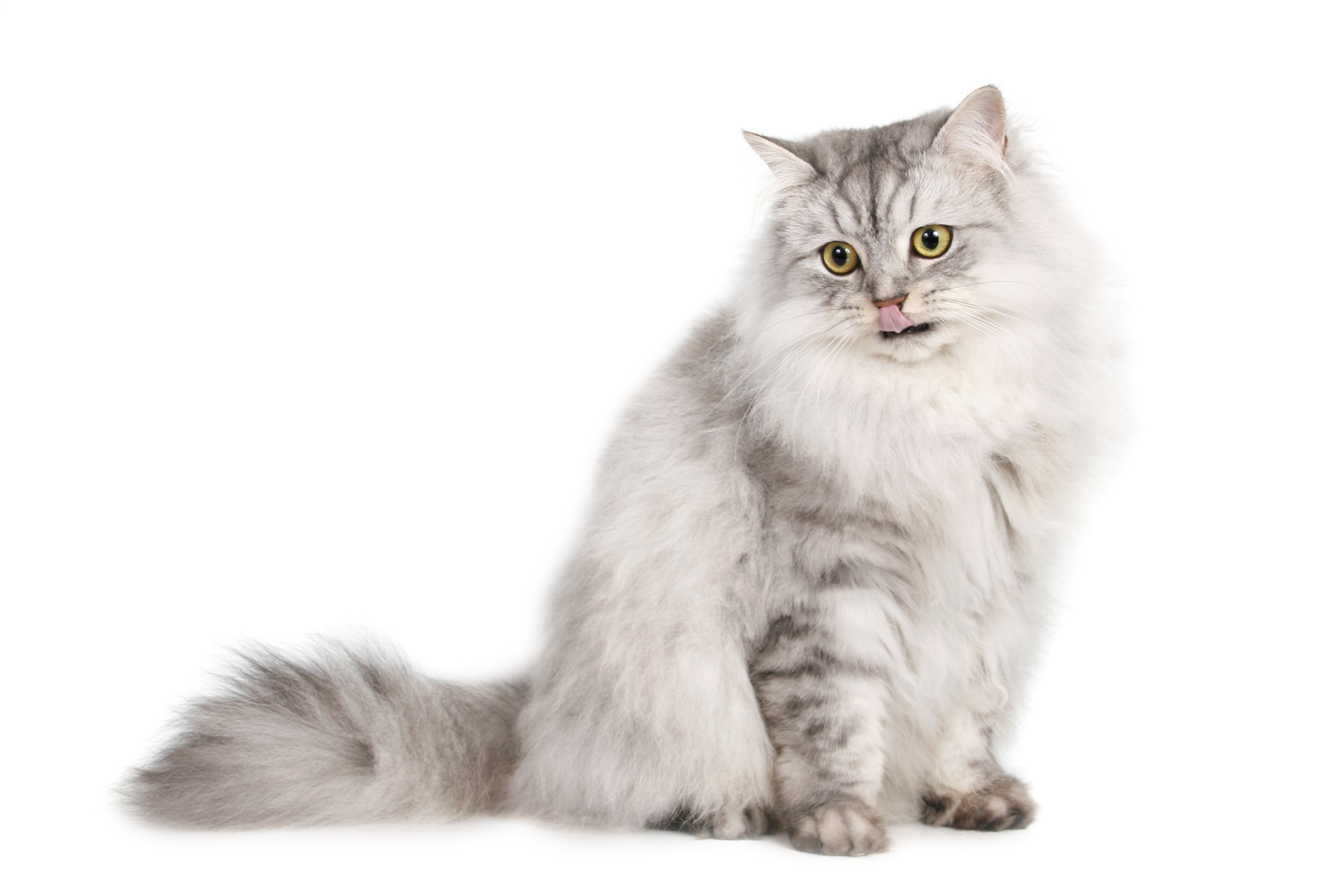 Фото бесплатно усы, британская полудлинношерстная, домашняя короткошерстная кошка