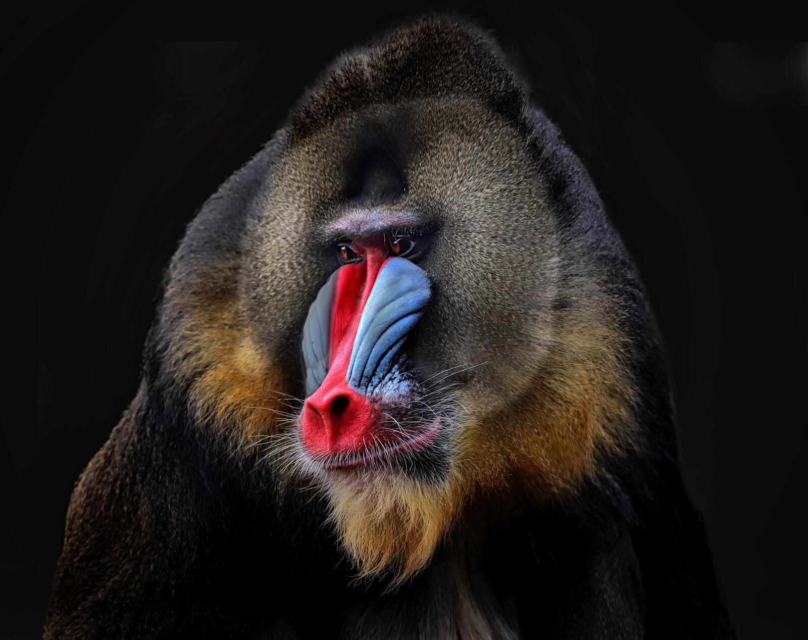Wallpapers Baboon baboon monkey on the desktop