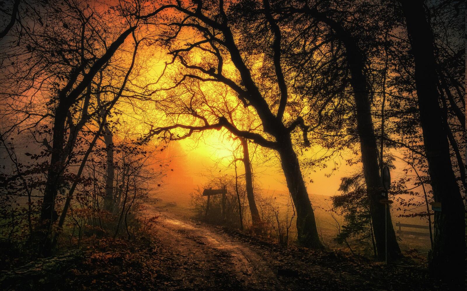 免费照片秋林边薄雾中的太阳