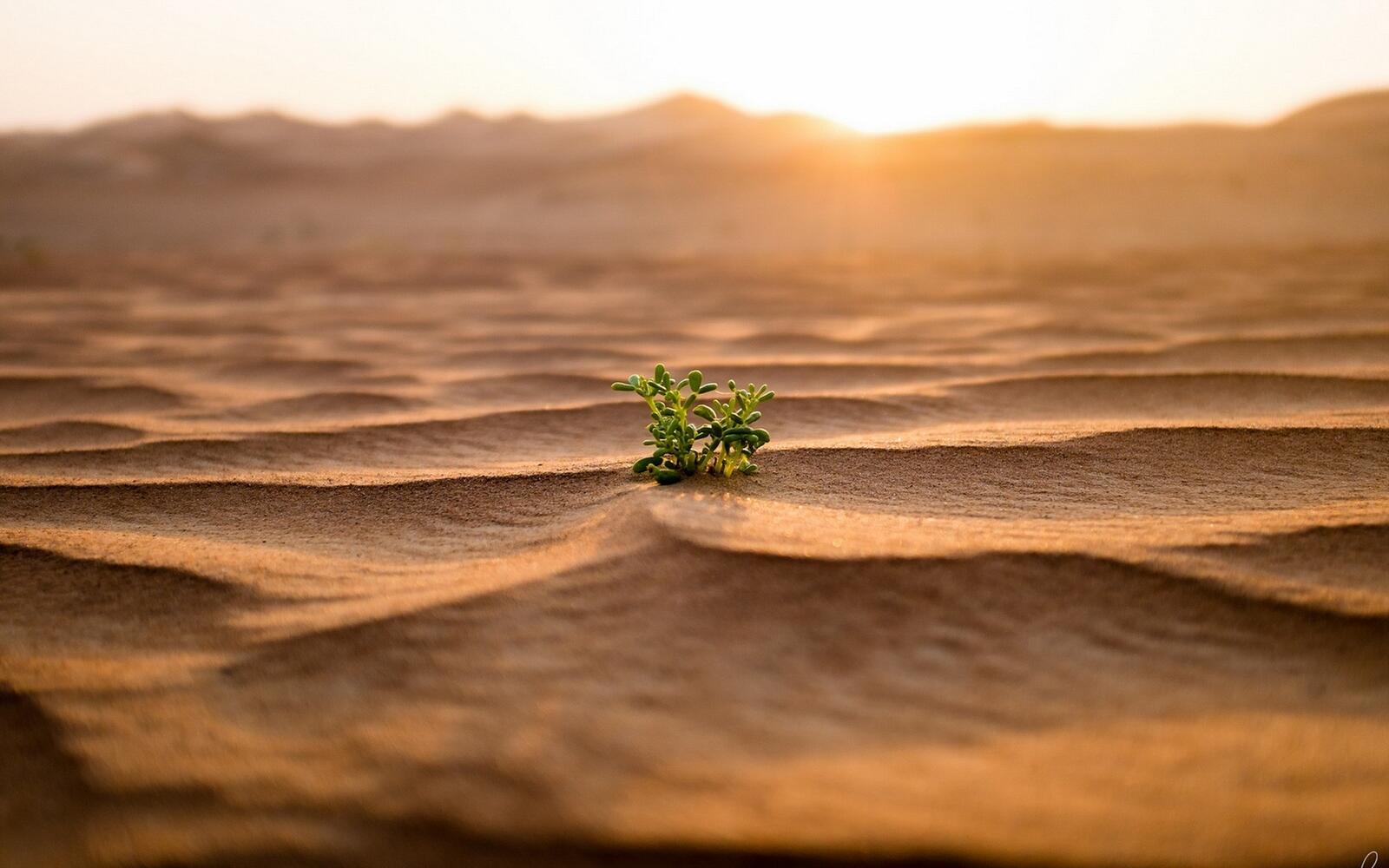 Wallpapers sand sun light plant in desert on the desktop