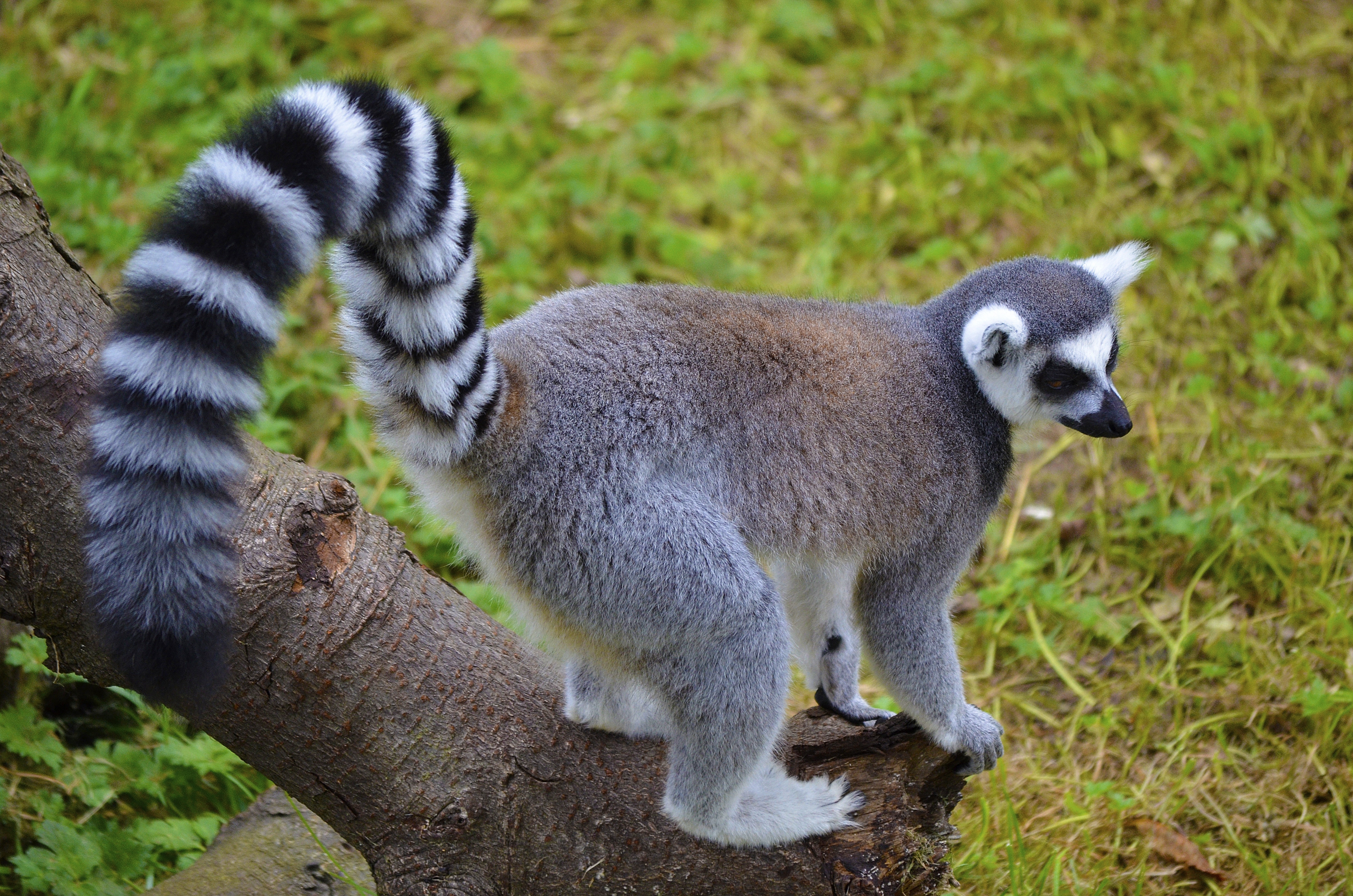 Free photo Lemur looks around