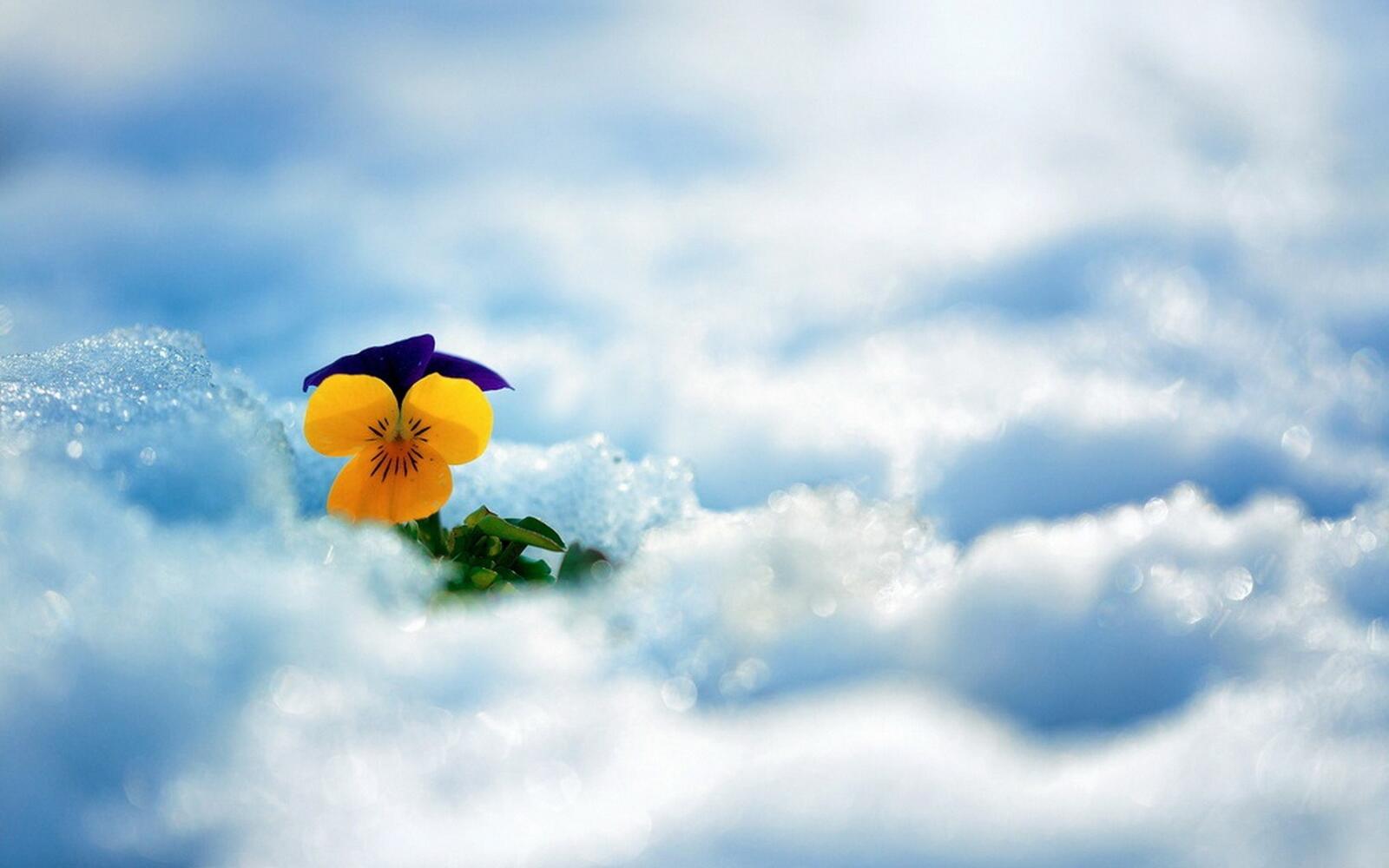 Бесплатное фото Маленький желтый цветочек пророс через снег