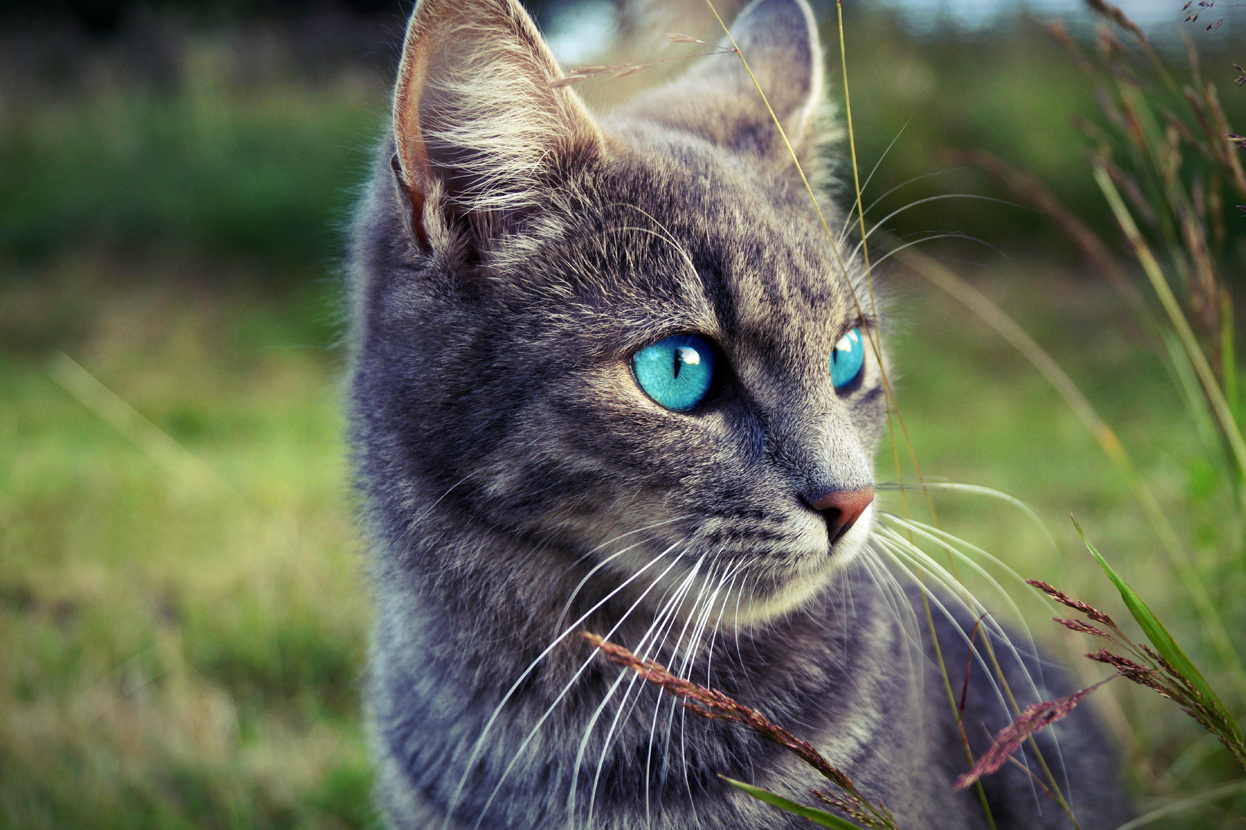 The blue-eyed kitty looks away