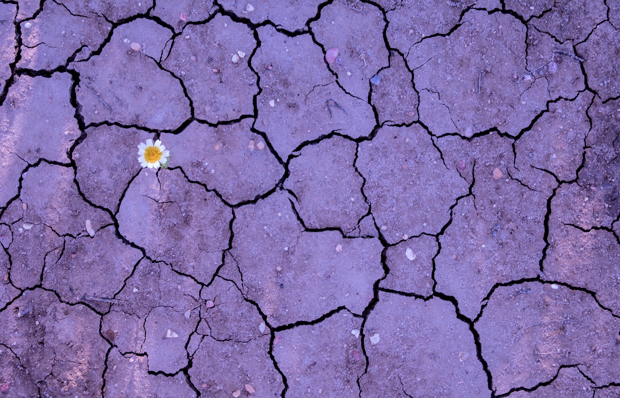 A flower sprouted on the dried soil