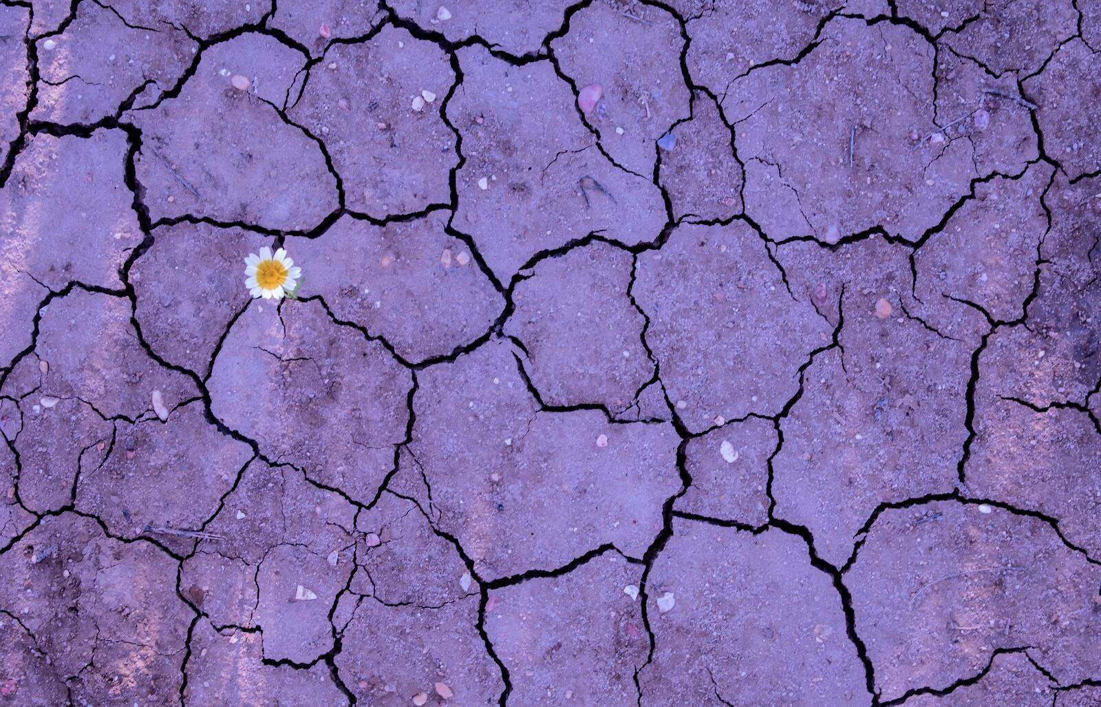 Бесплатное фото Цветочек пророс на высохшей почве