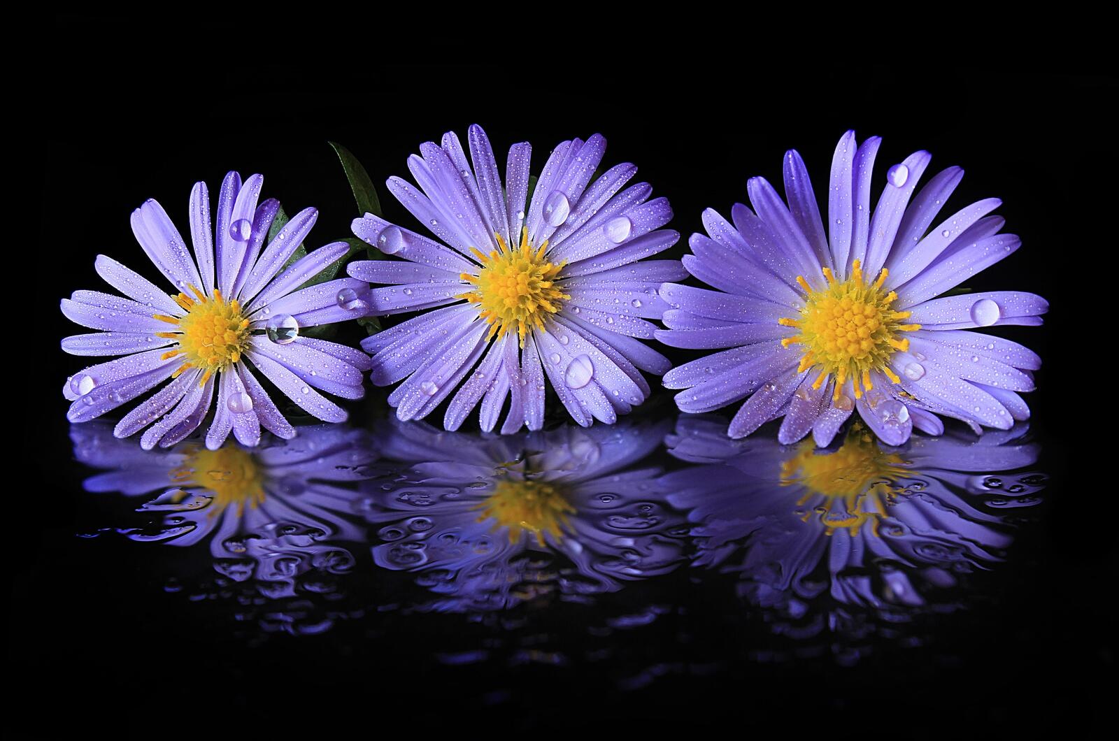 Wallpapers Aster flowers black background on the desktop