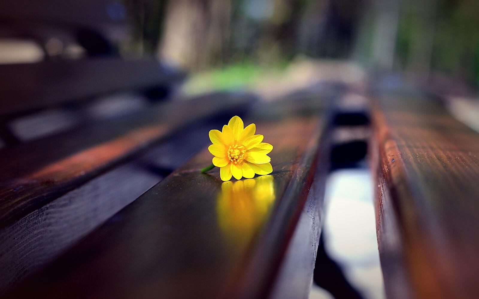 Обои скамейка жёлтый цветок размытый фон на рабочий стол