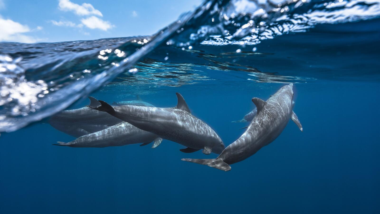 Обои дельфины под водой океан на рабочий стол