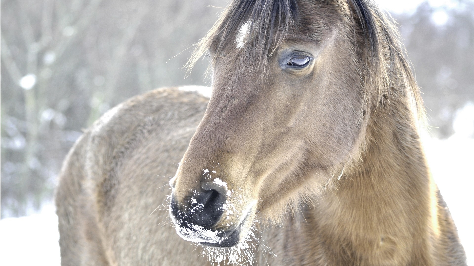 Фото бесплатно лошадь, снег, голова