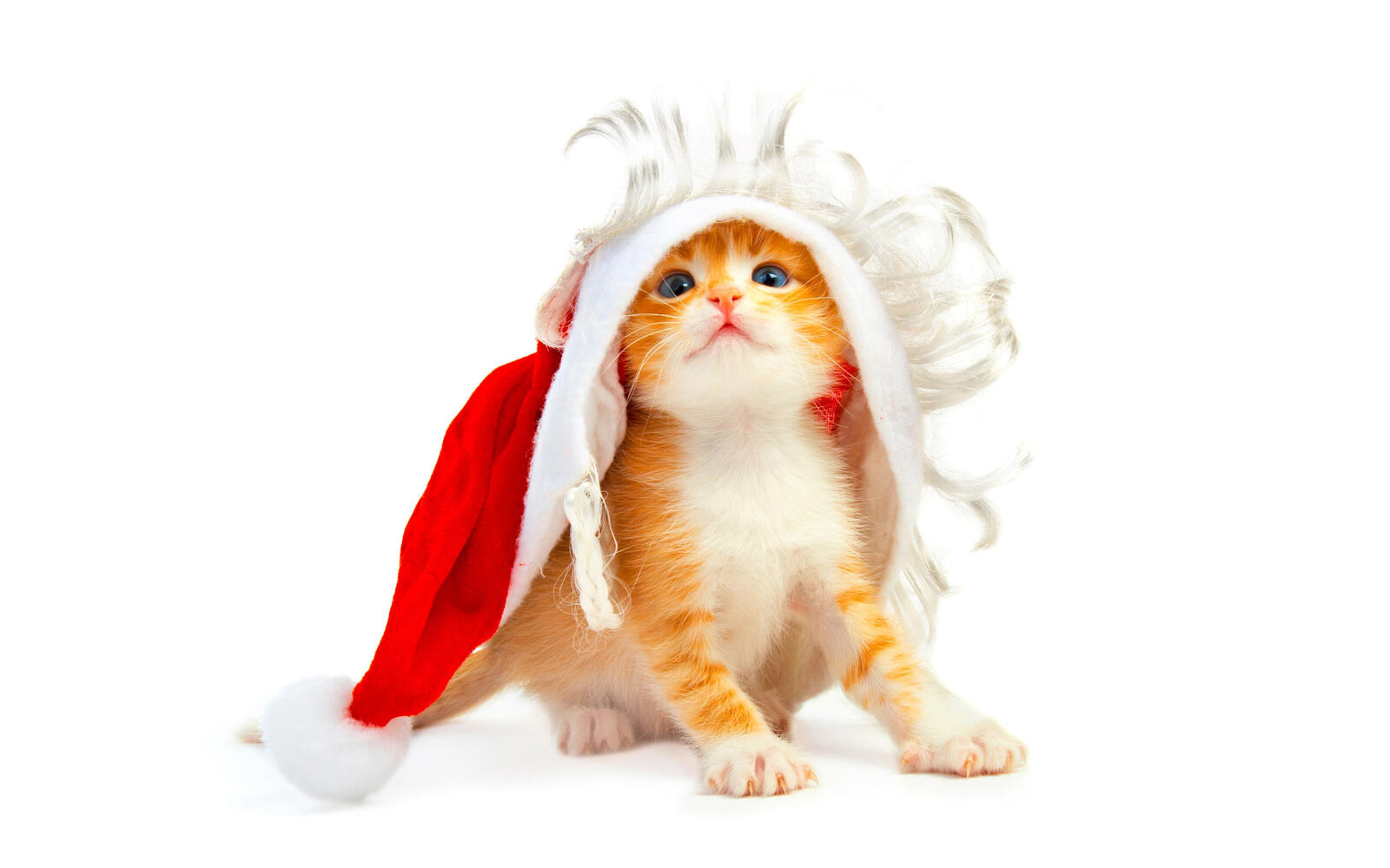 Обои котенок рыжий котенок новогодняя шапка на рабочий стол