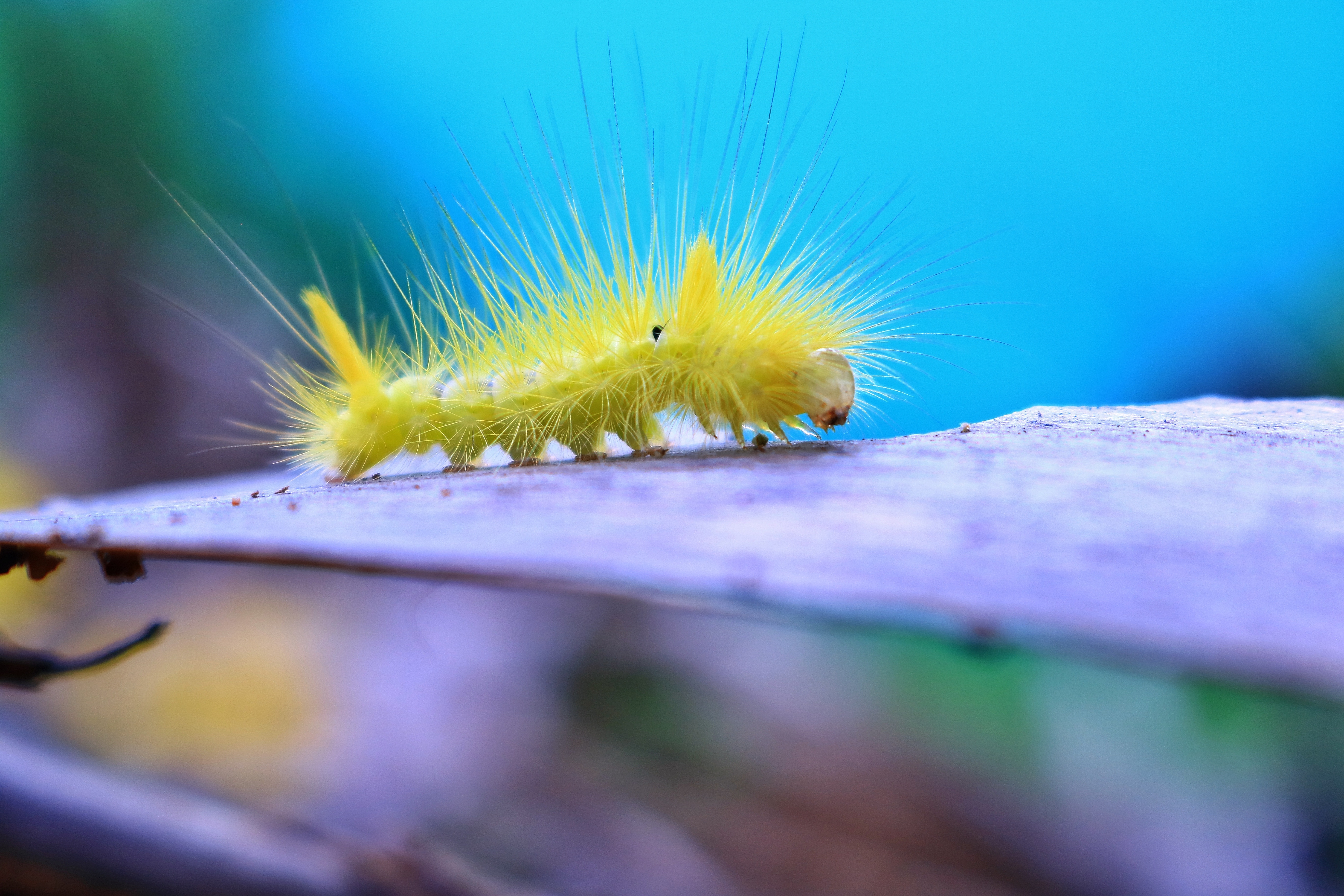 Free photo Hairy yellow caterpillar