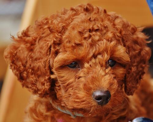 Curly red puppy close-up