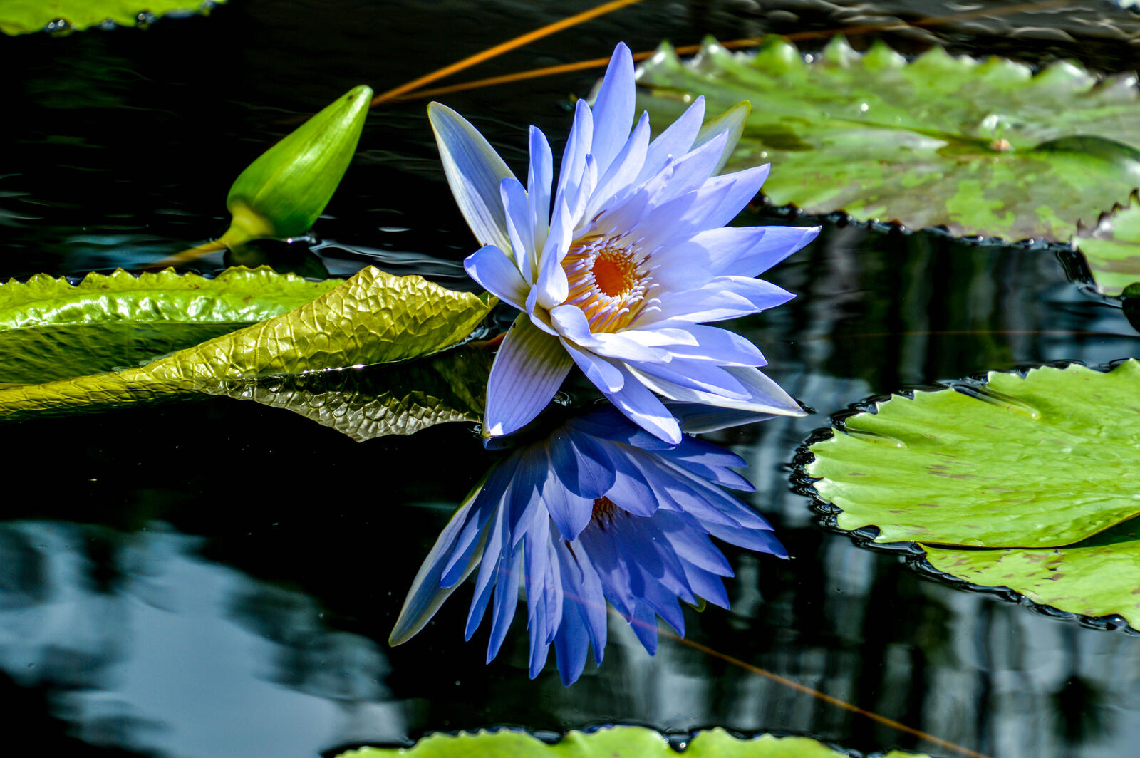 Обои пруд синие лепестки красивый цветок на рабочий стол
