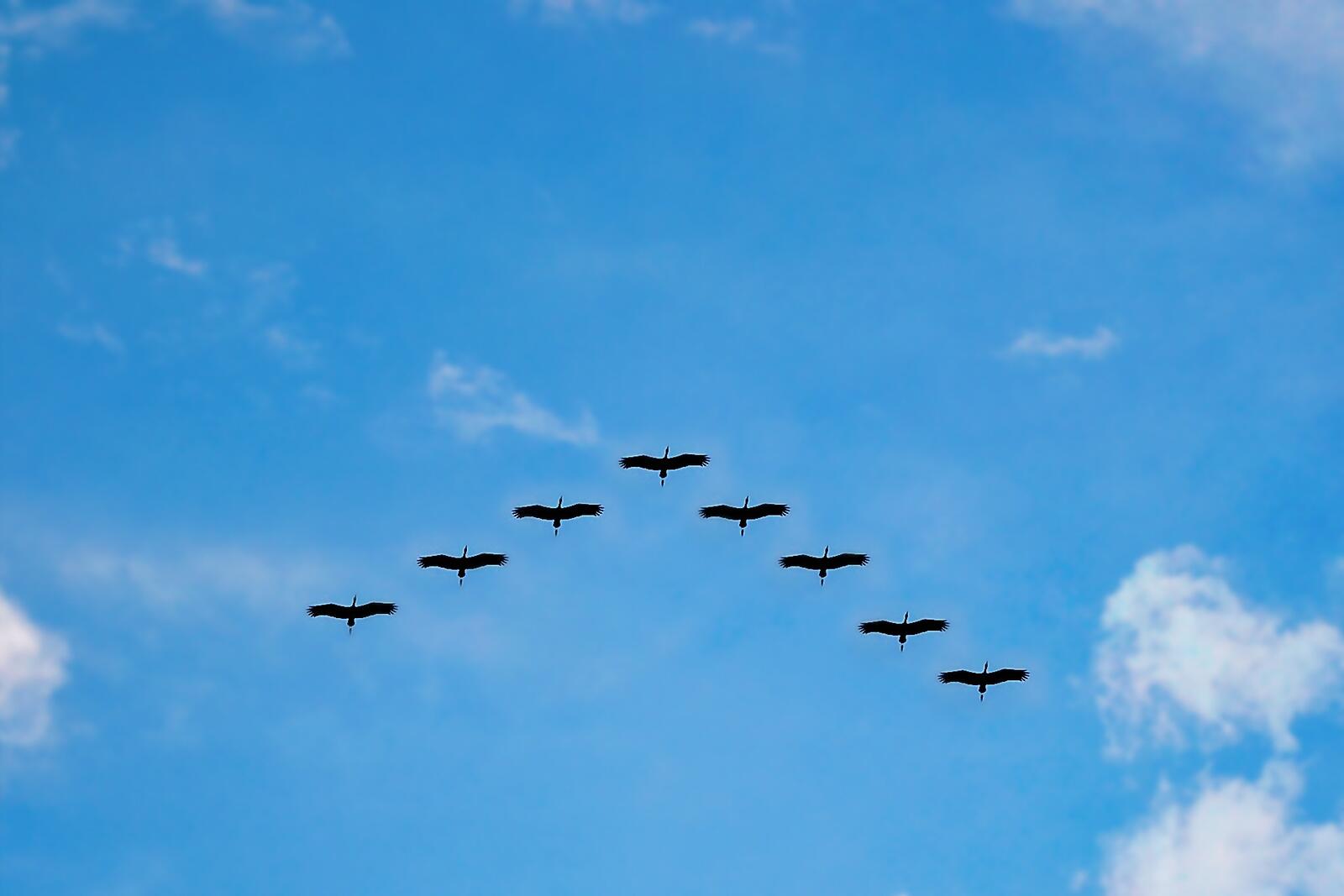 Wallpapers migration sky birds on the desktop