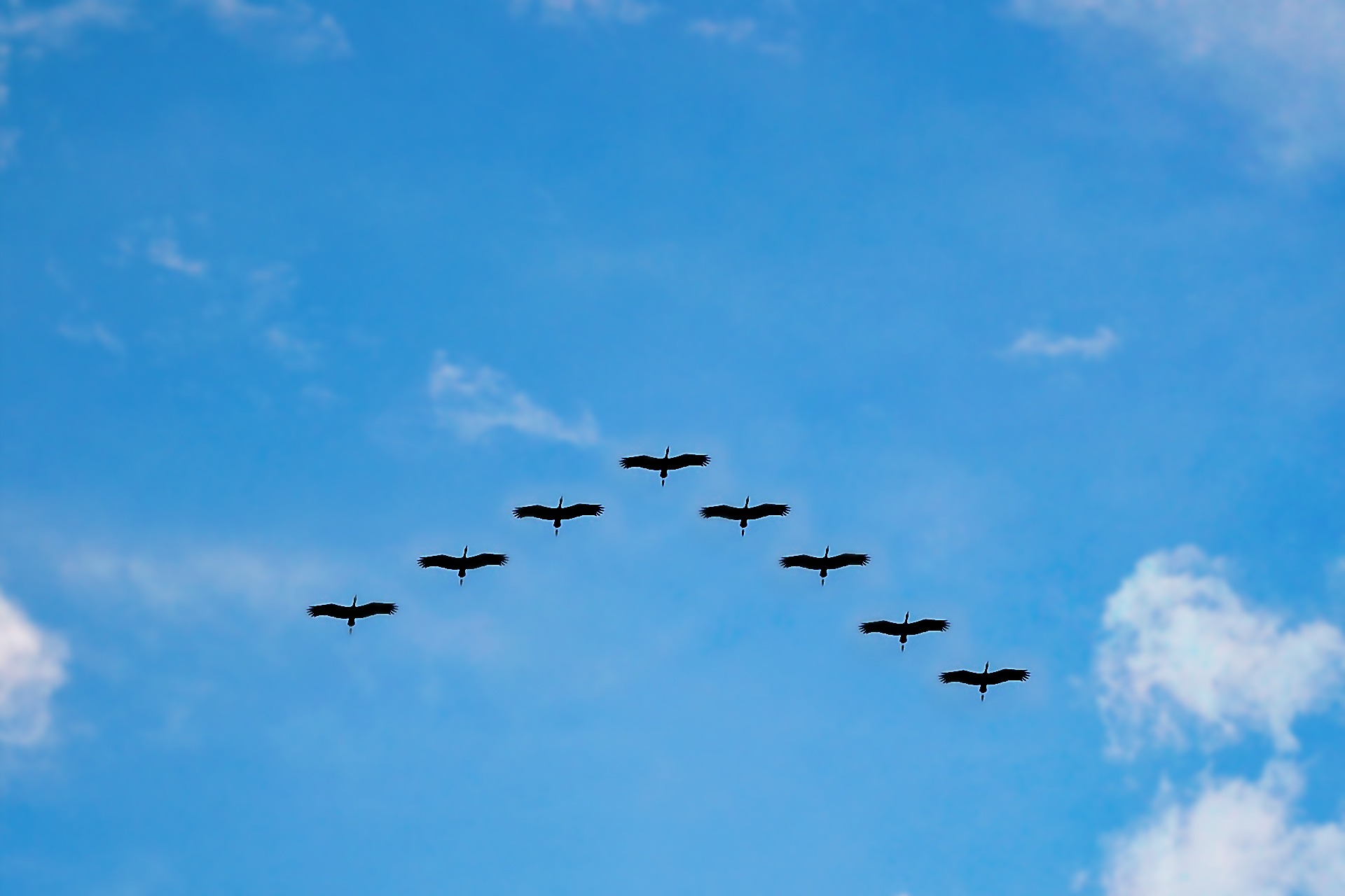 Photo free migration, sky, birds