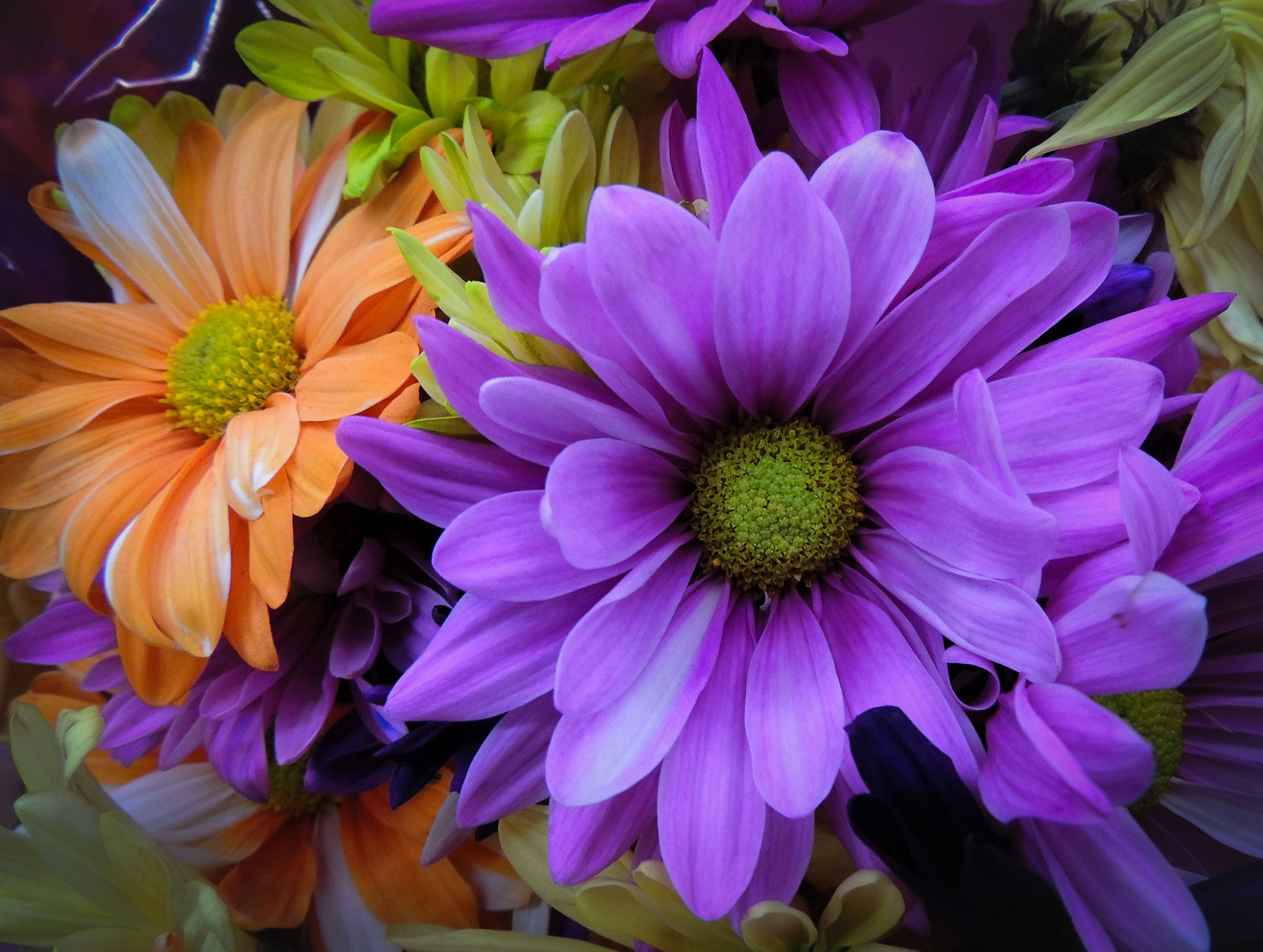 Обои георгины цветы цветочная композиция на рабочий стол