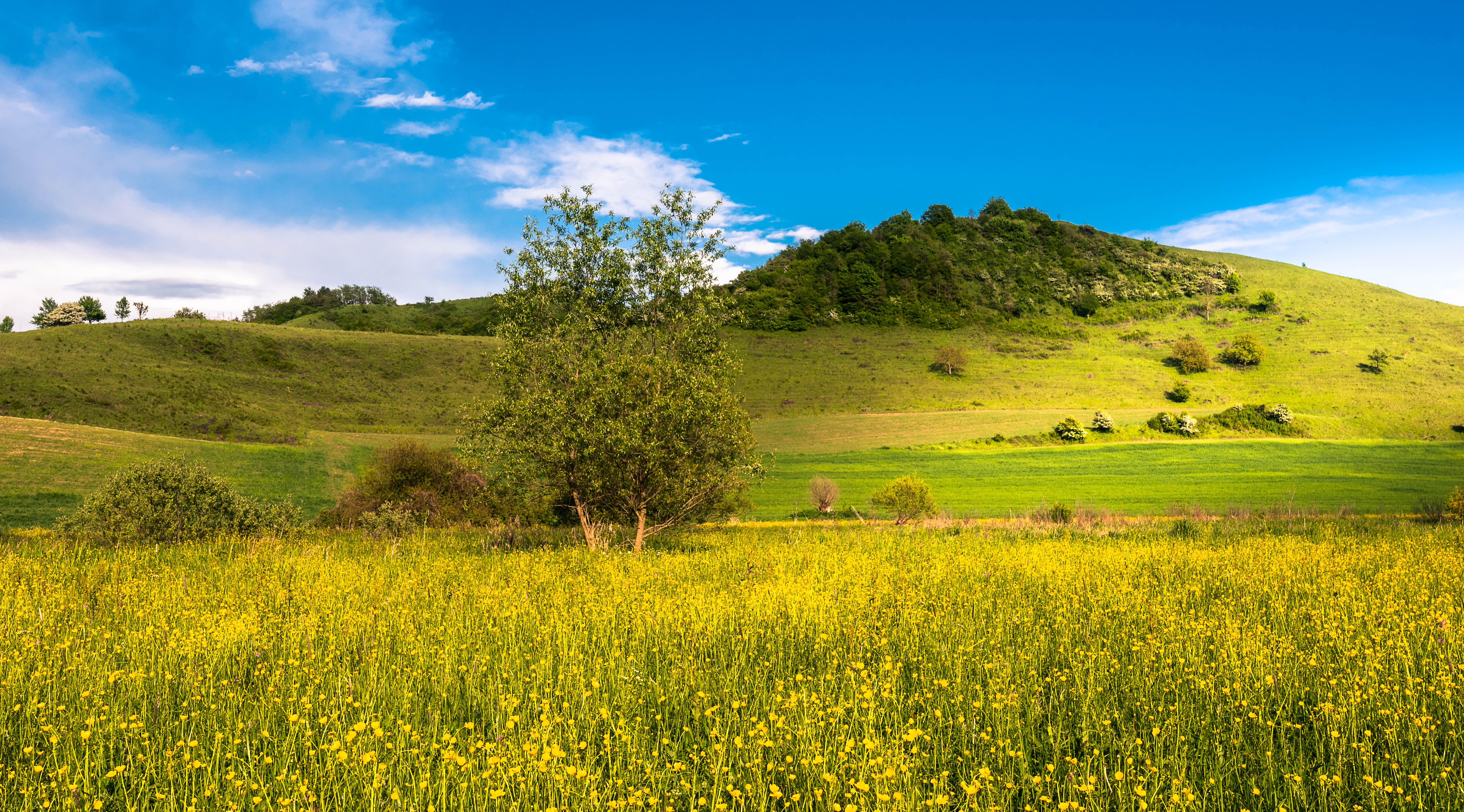 Бесплатное фото Зеленые холмы с желтыми цветочками