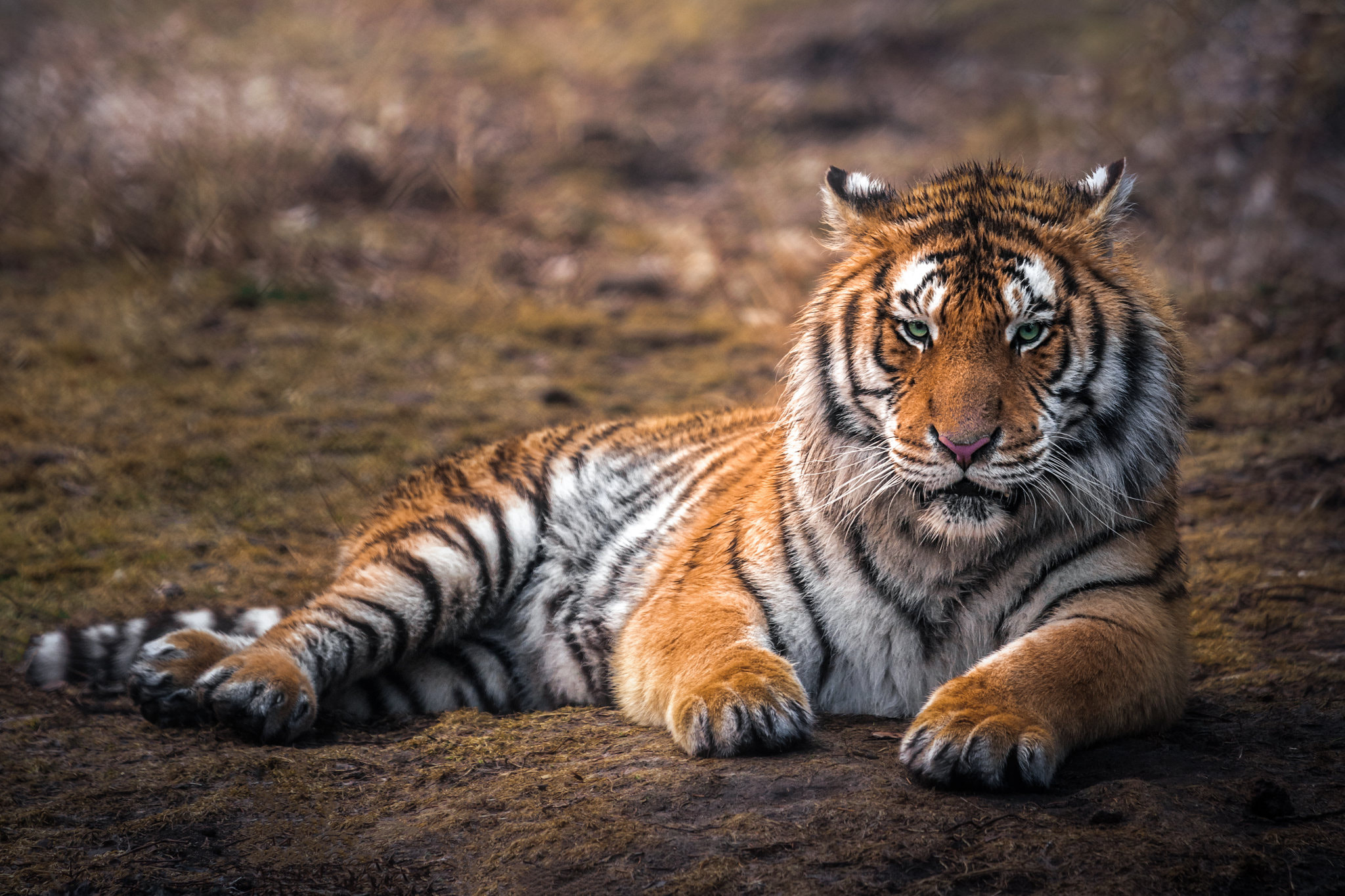 Фото бесплатно животное, тигр, позирует
