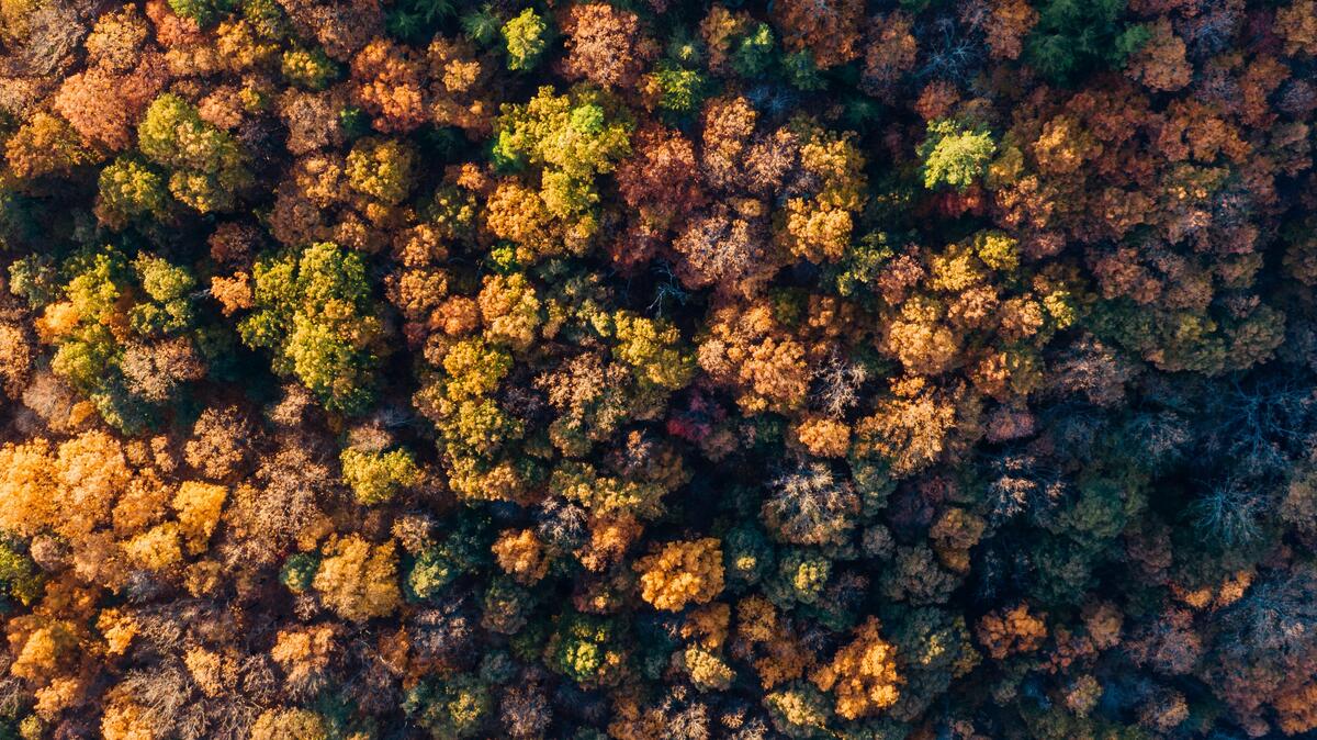 Autumn forest view from a height