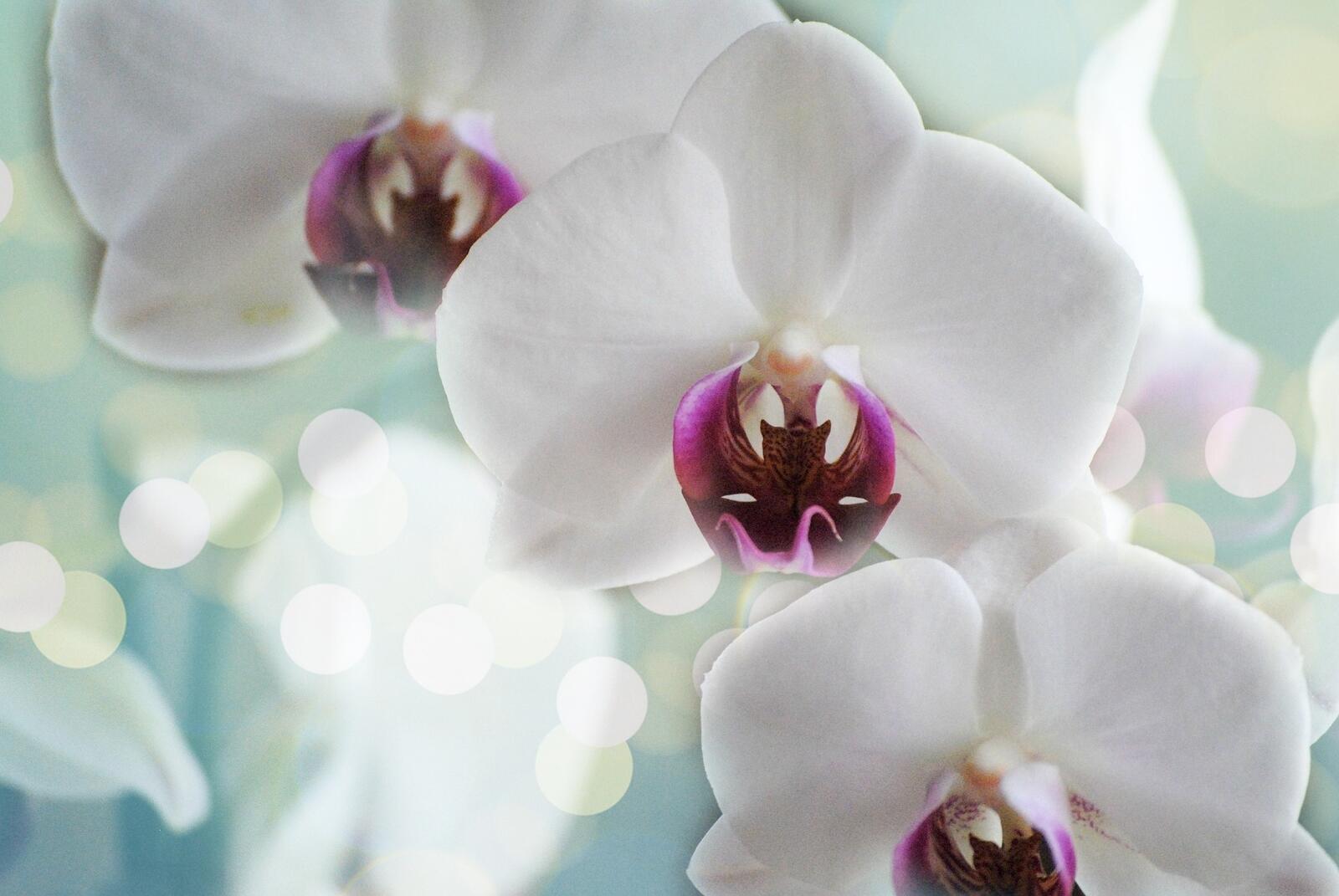 Wallpapers nature romantic christmas orchid on the desktop