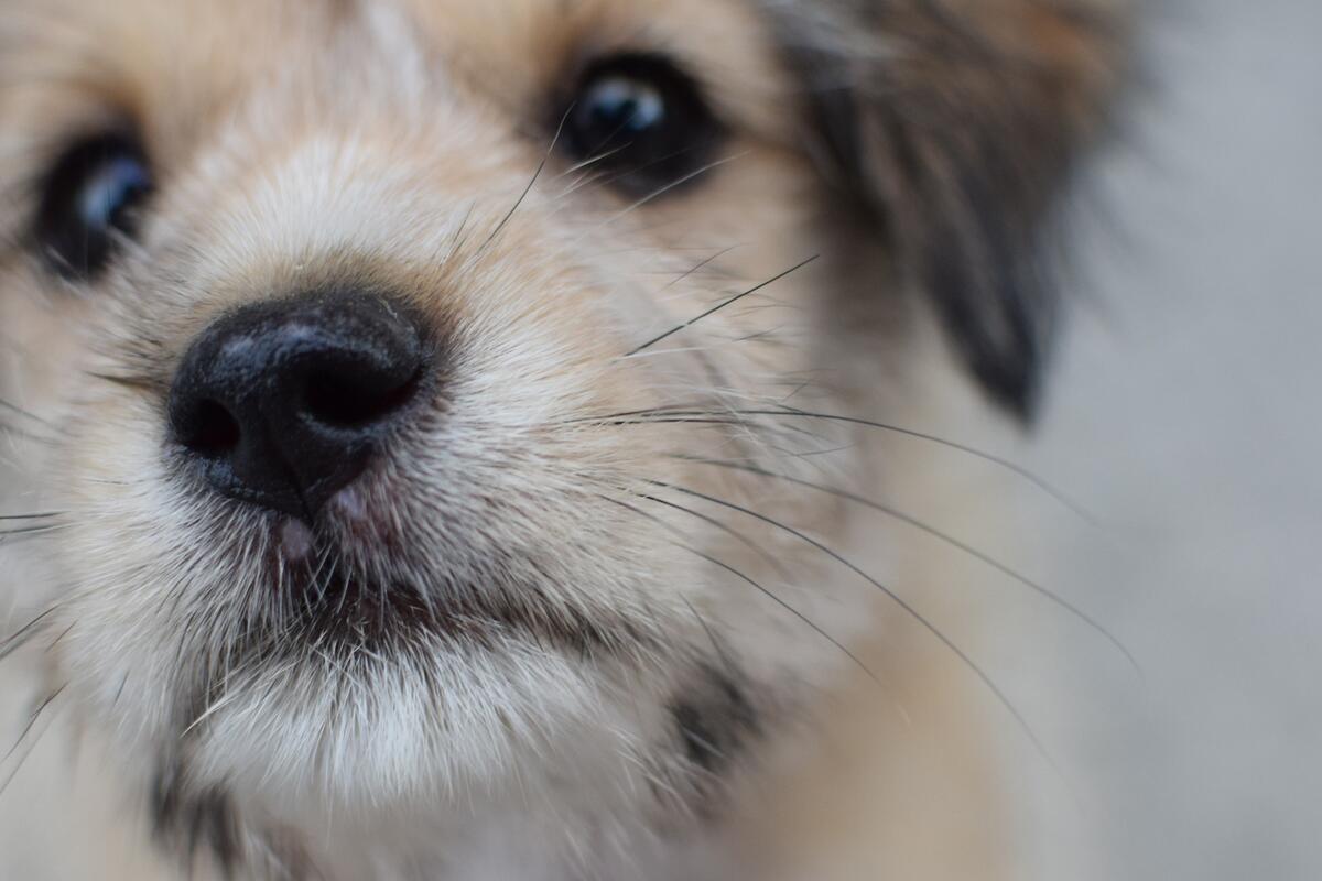 Close-up of the dog`s face