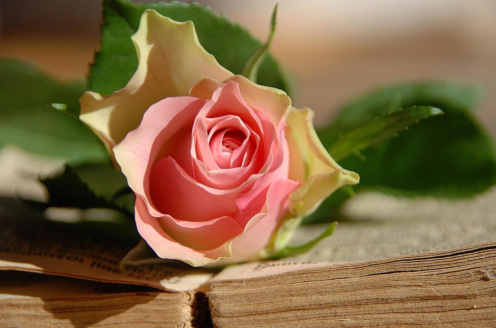 Обои роза цветок лежит на рабочий стол