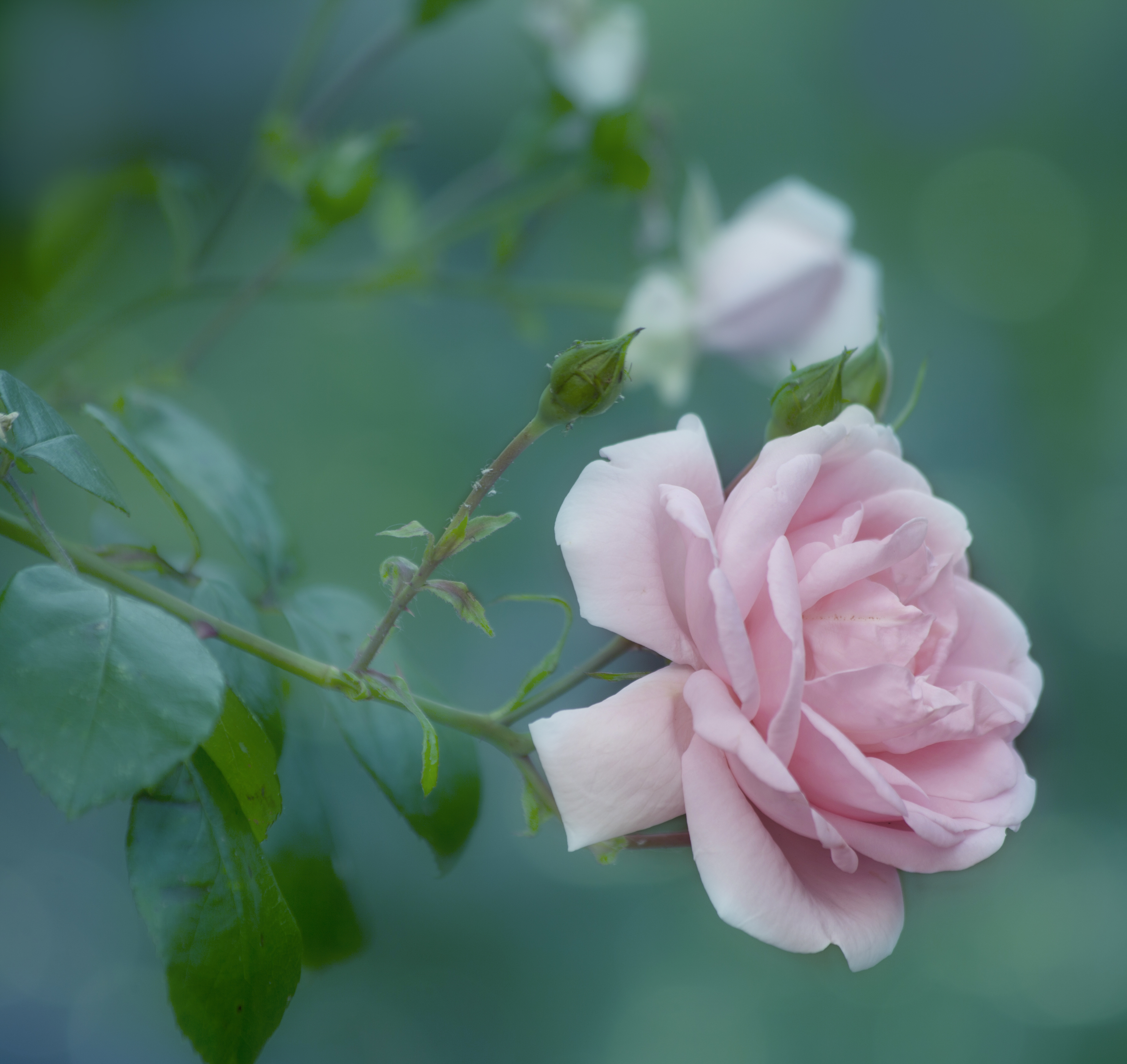 免费照片免费观看玫瑰花的照片，玫瑰花的照片