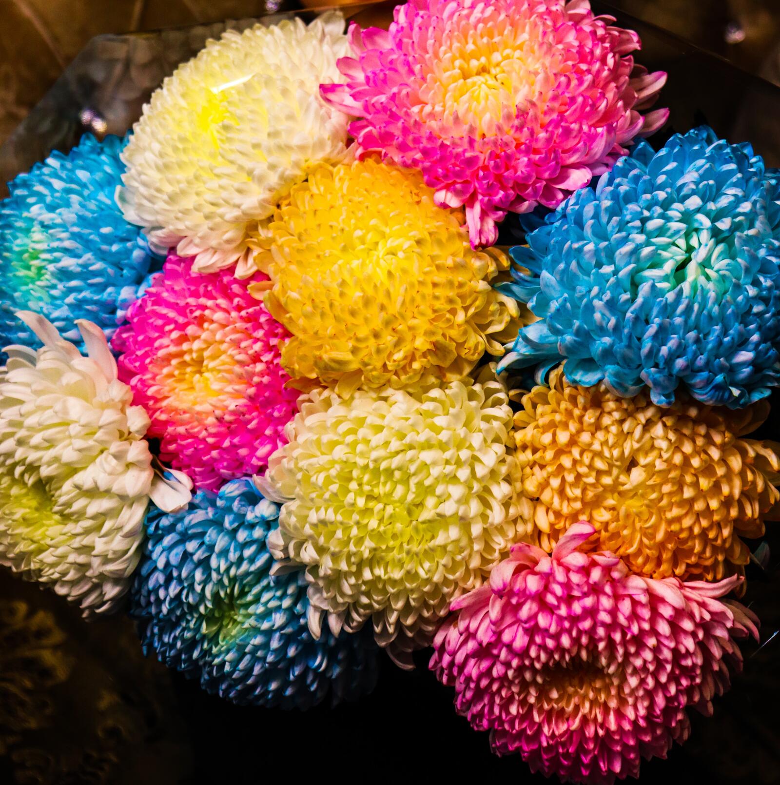 免费照片翠菊在不同的鲜艳色调中
