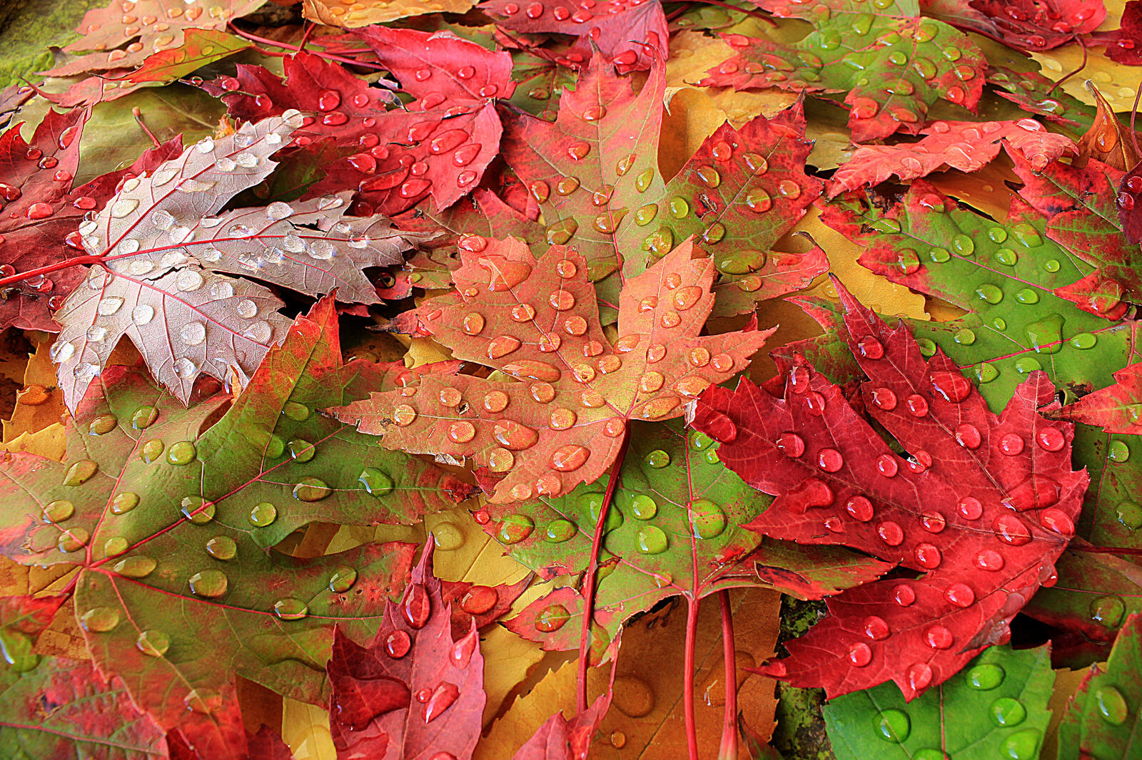 Wallpapers drops autumn colors nature on the desktop